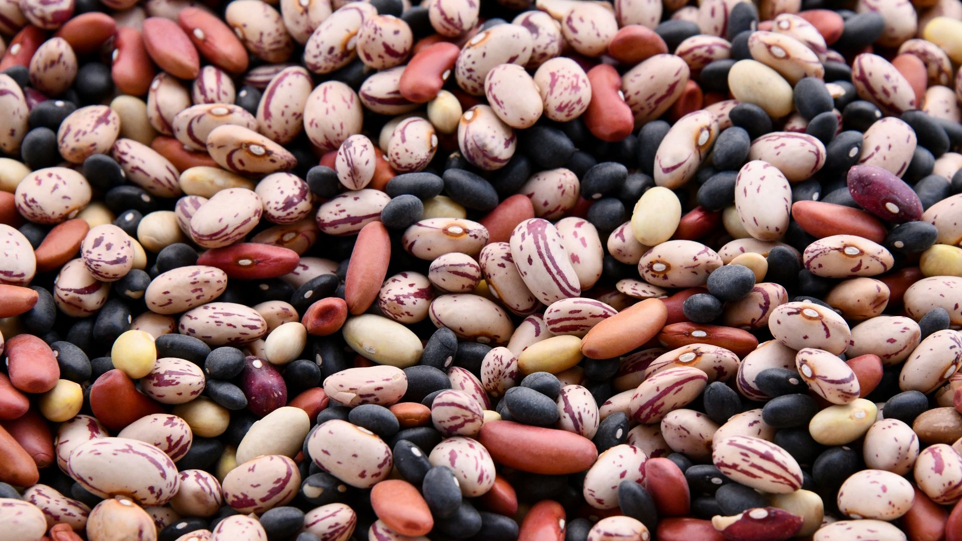 assorted-colored bean lot