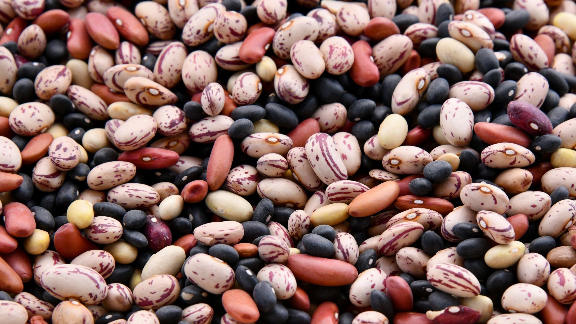 assorted-colored bean lot
