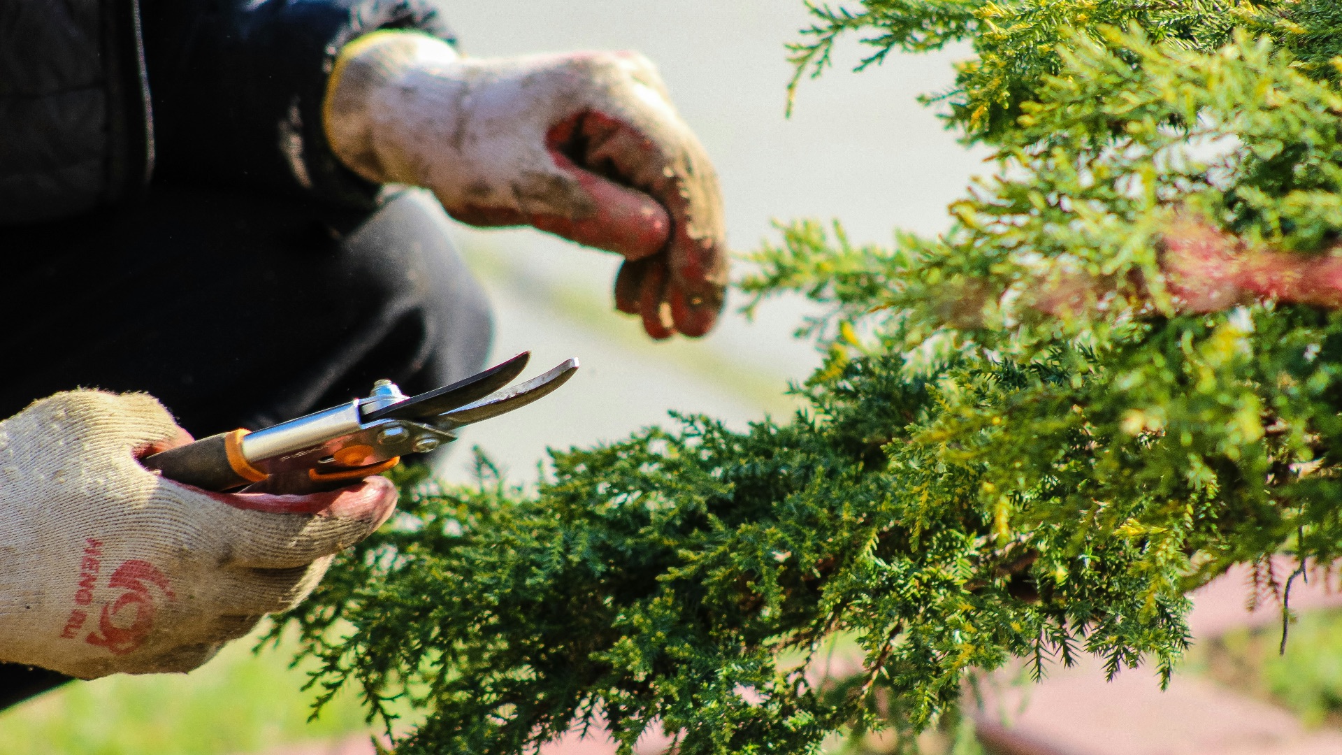 person in blue long sleeve shirt holding brown and black bird