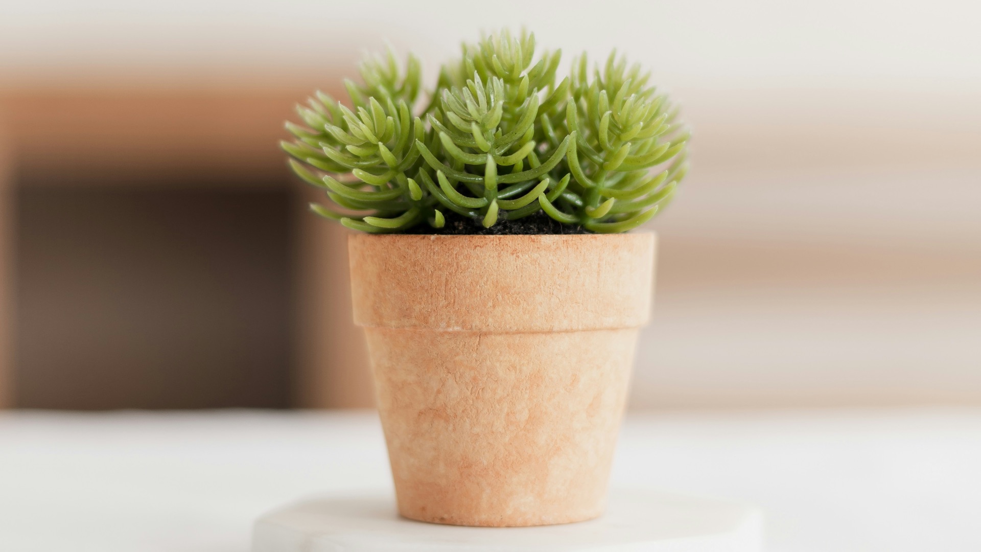 a small potted plant sitting on top of a table
