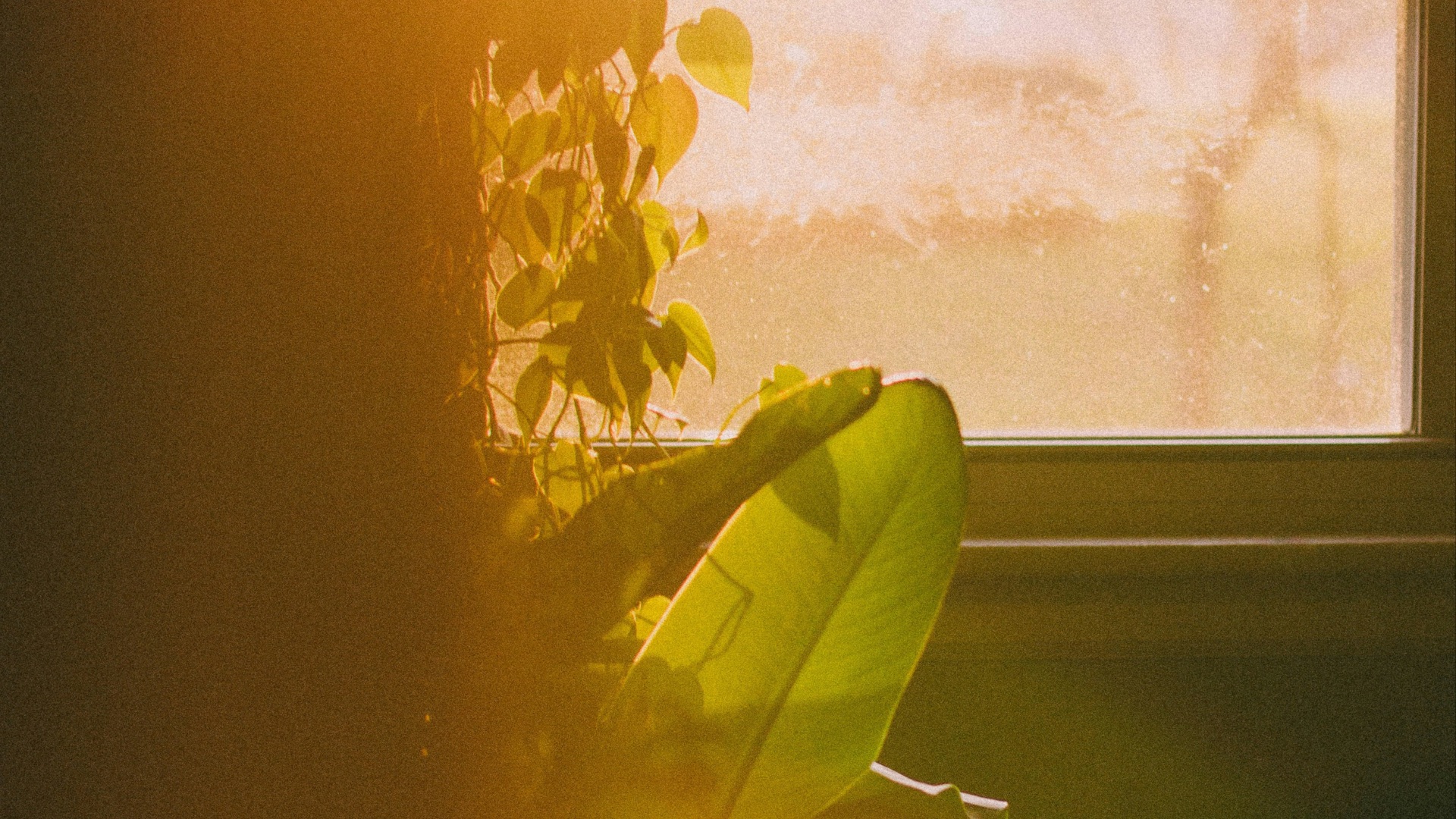 yellow flower near white window