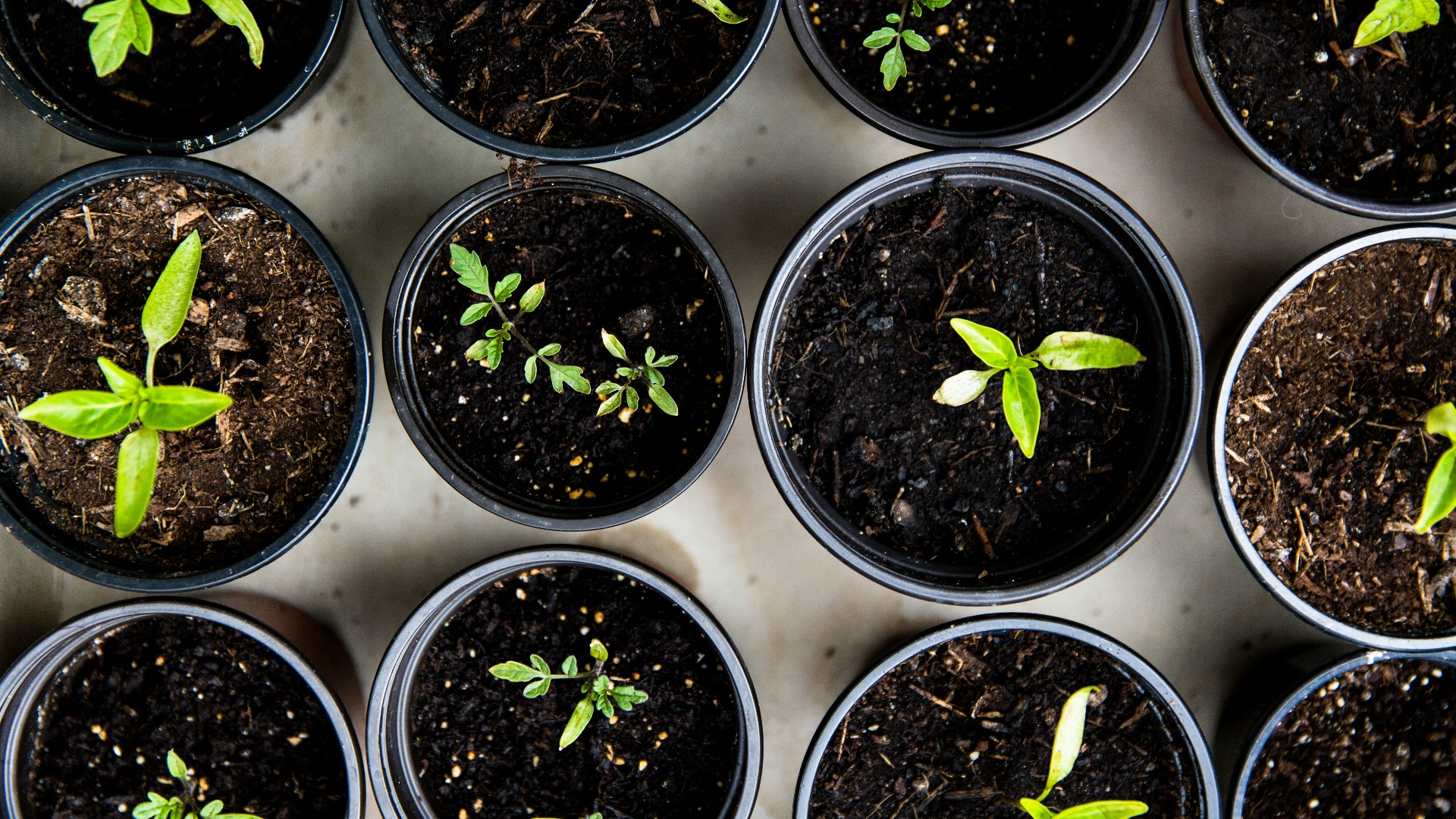 green leafed seedlings on black plastic pots
