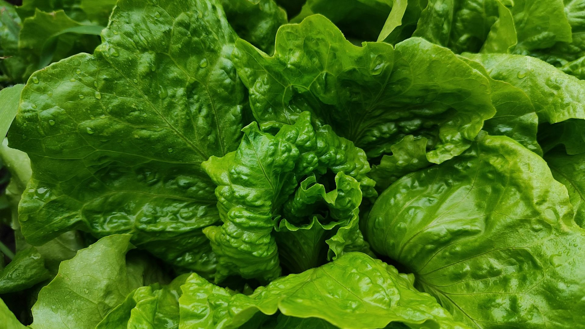 a bunch of green lettuce growing in a garden