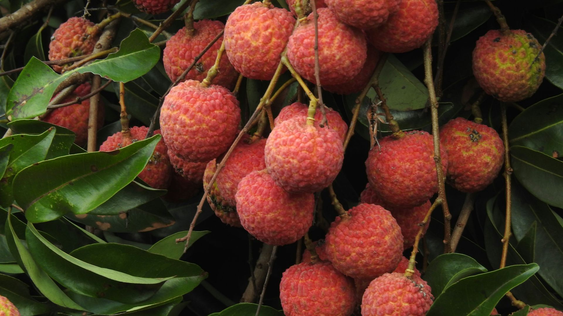 a bunch of fruit hanging from a tree