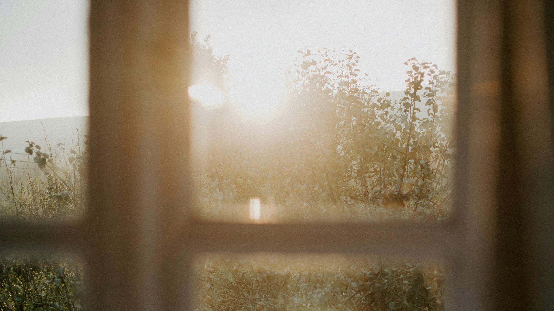 green trees under white sky during daytime