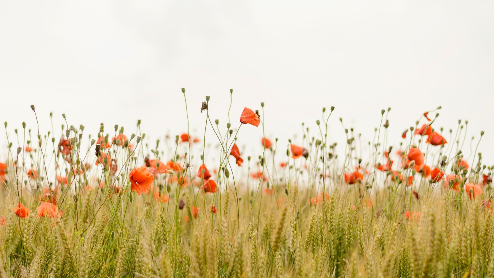 orange flowers