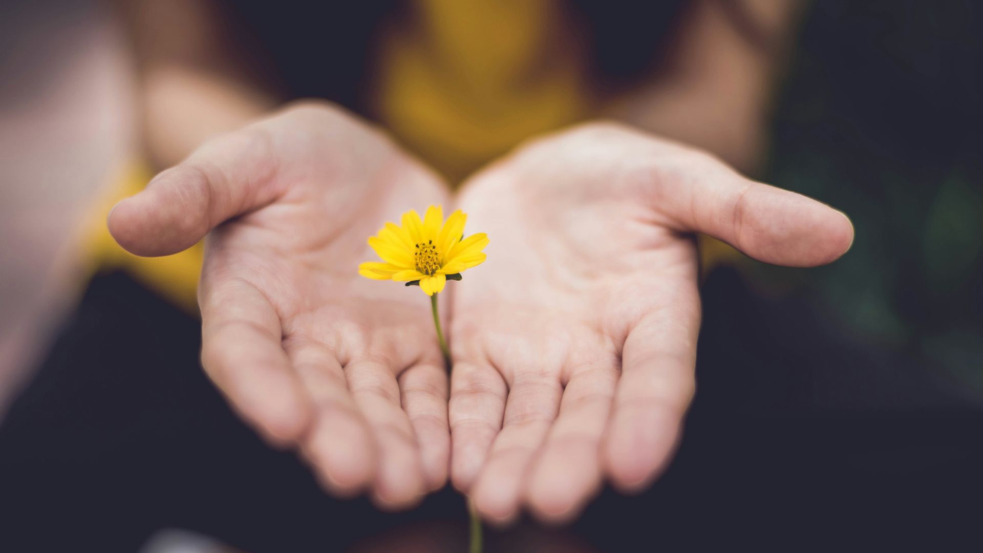 selective focus photography of woman holding yellow petaled flowers