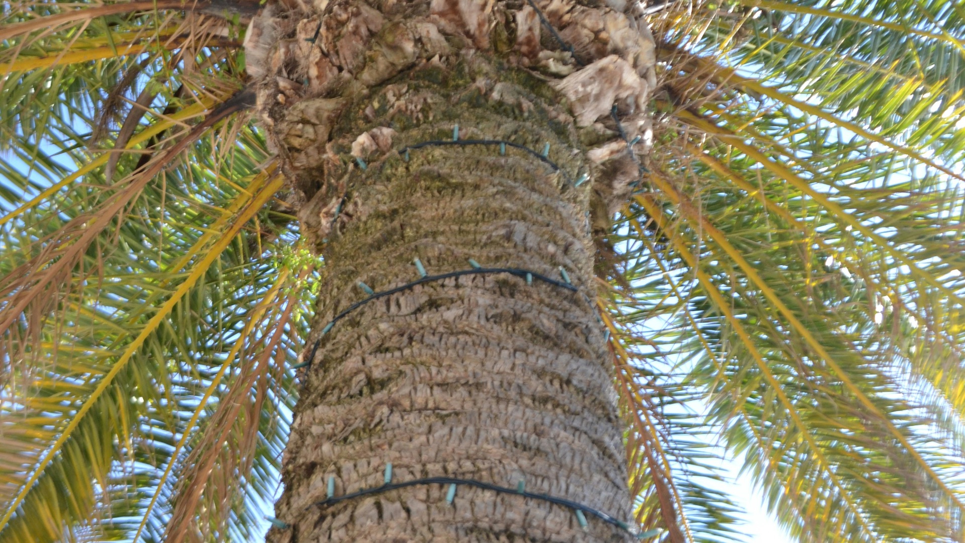 A tall palm tree with lots of leaves