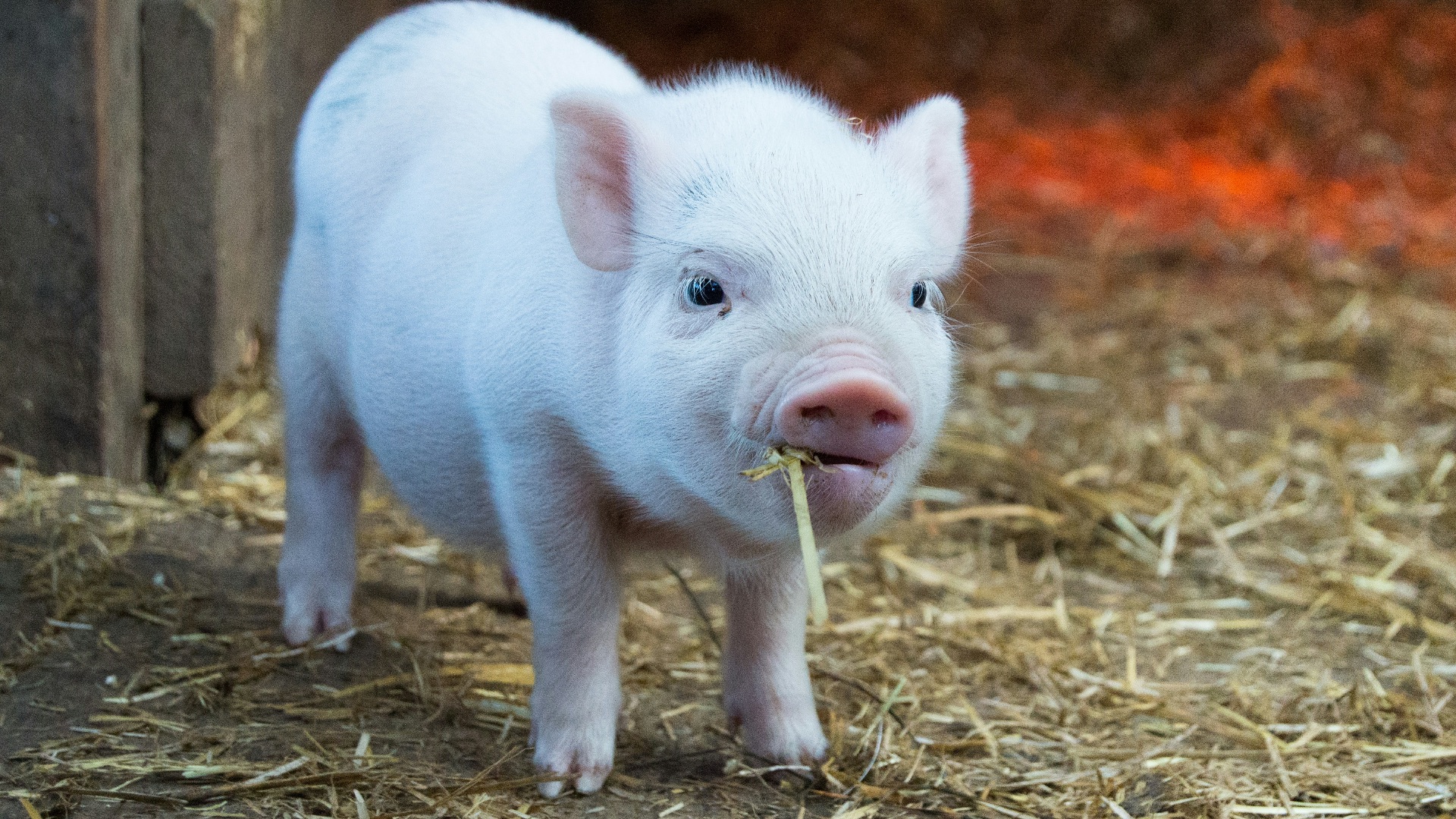 white piglet chewing hay