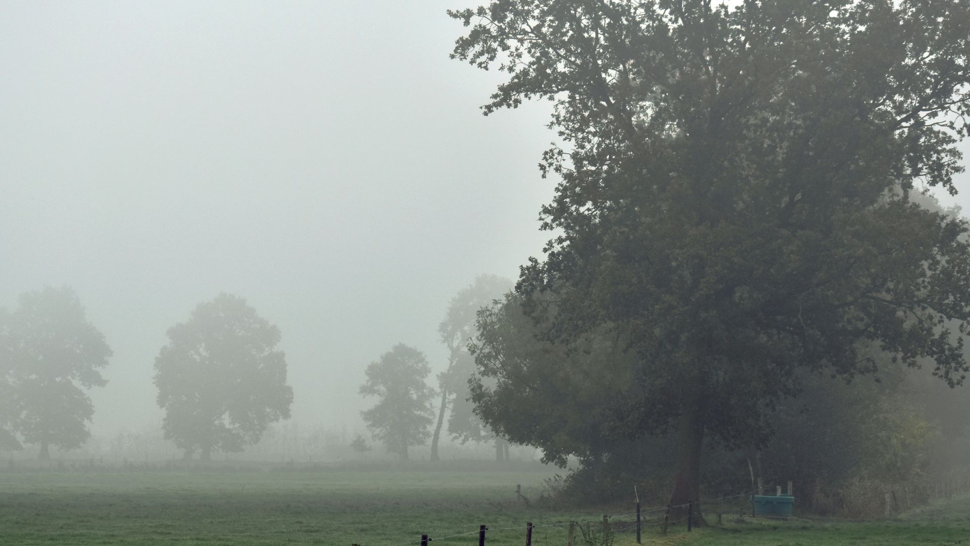 a foggy field with trees