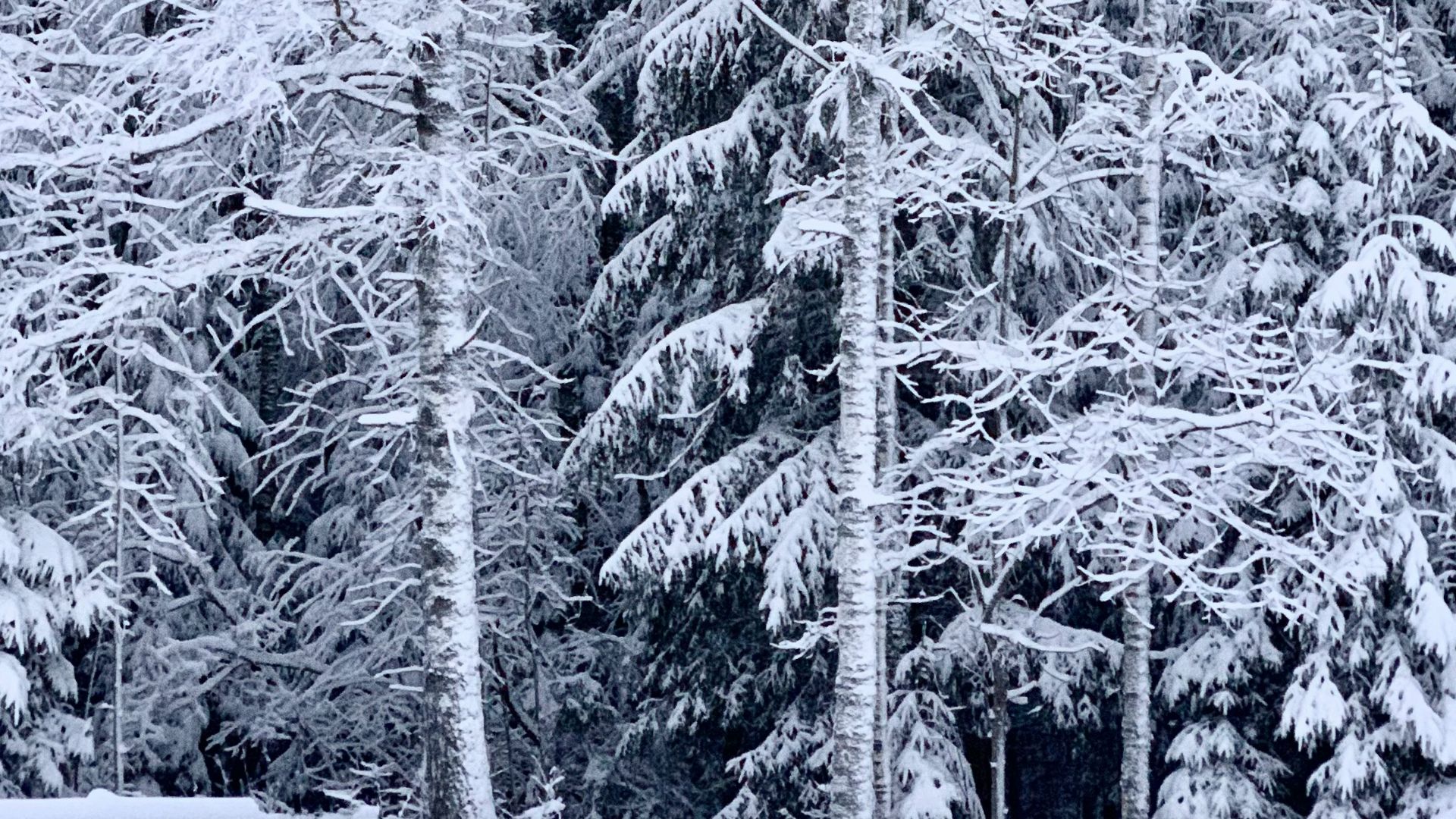 a bench in the middle of a snowy park