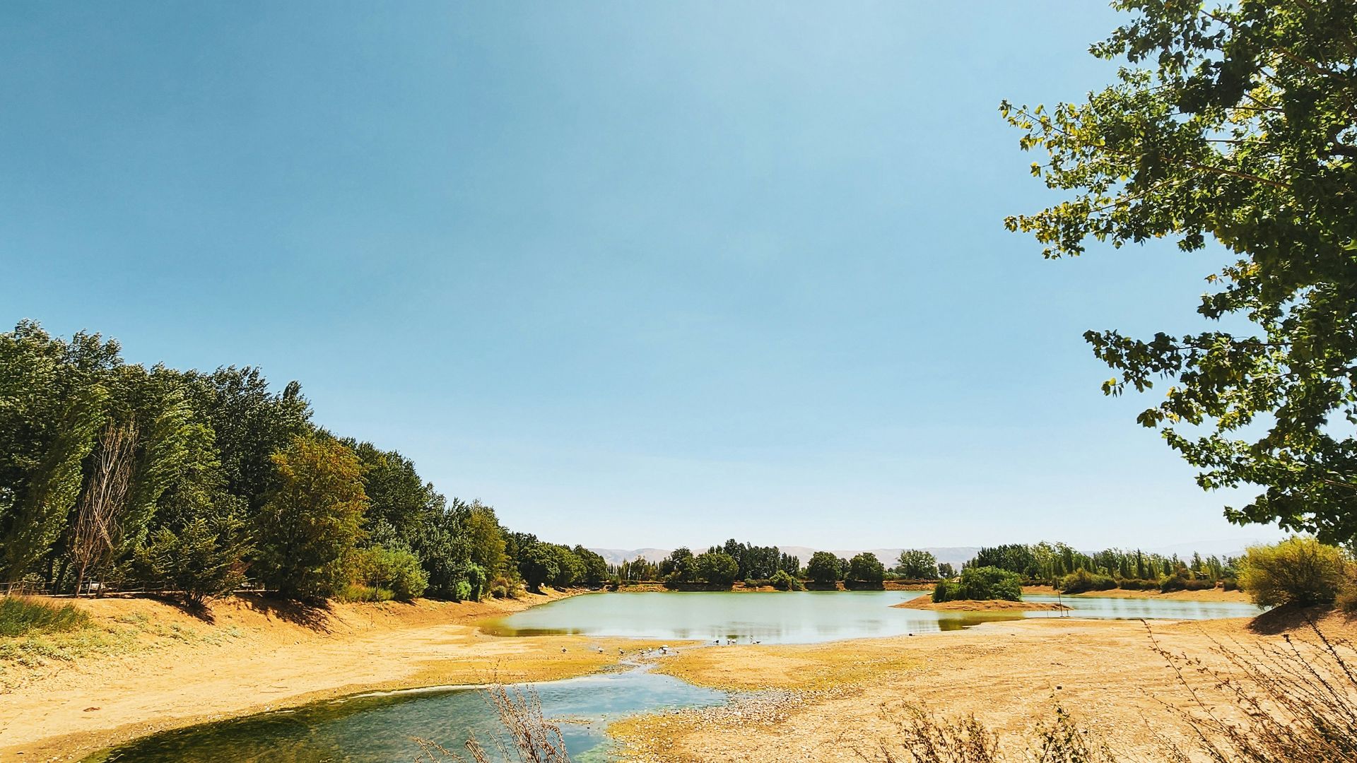 a river running through a lush green forest