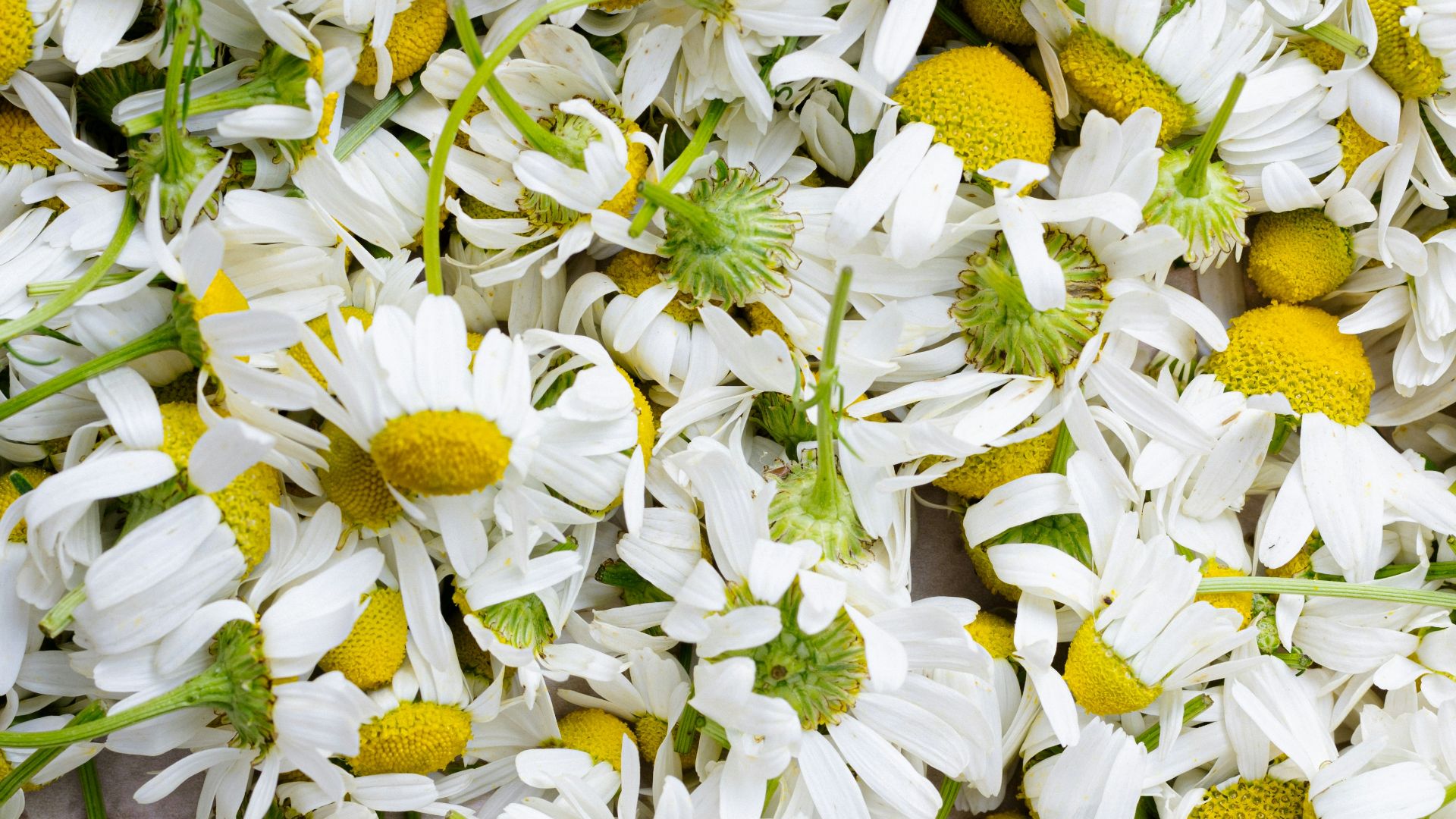 white and yellow flowers during daytime