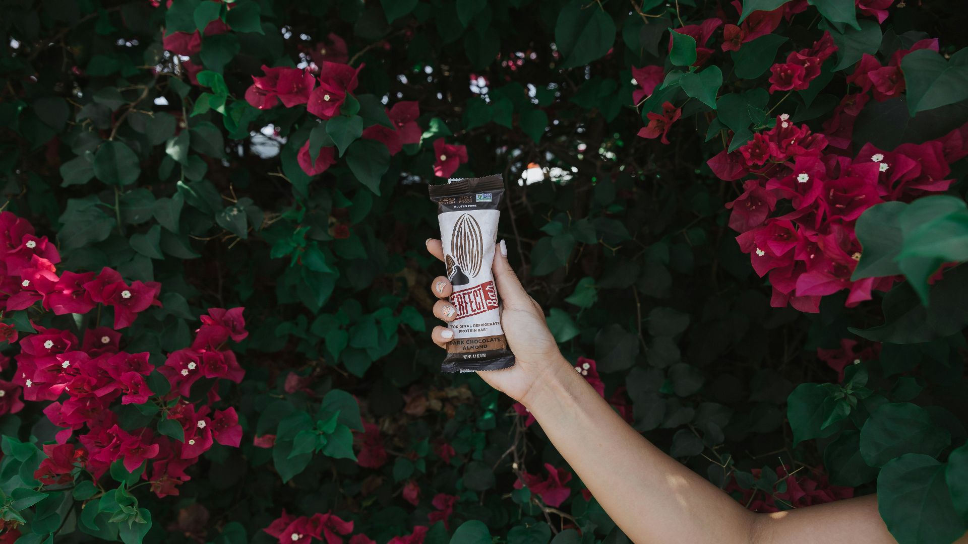 red boungavilla flower