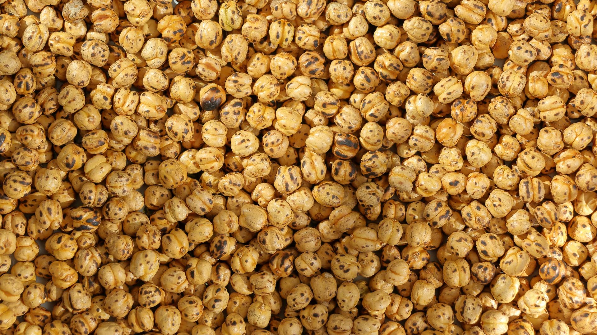 A close-up view of many roasted chickpeas.