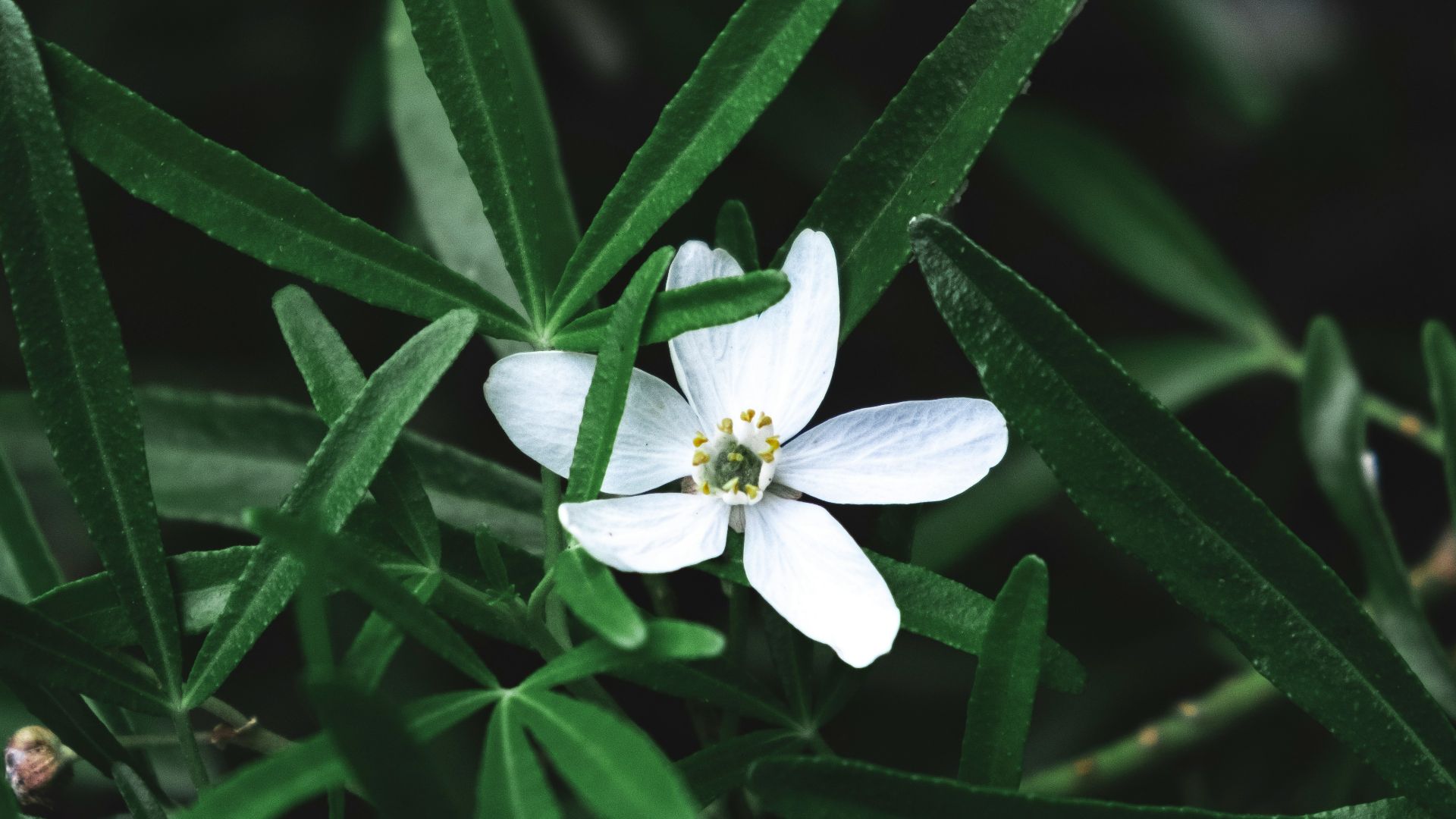 white-petaled flower