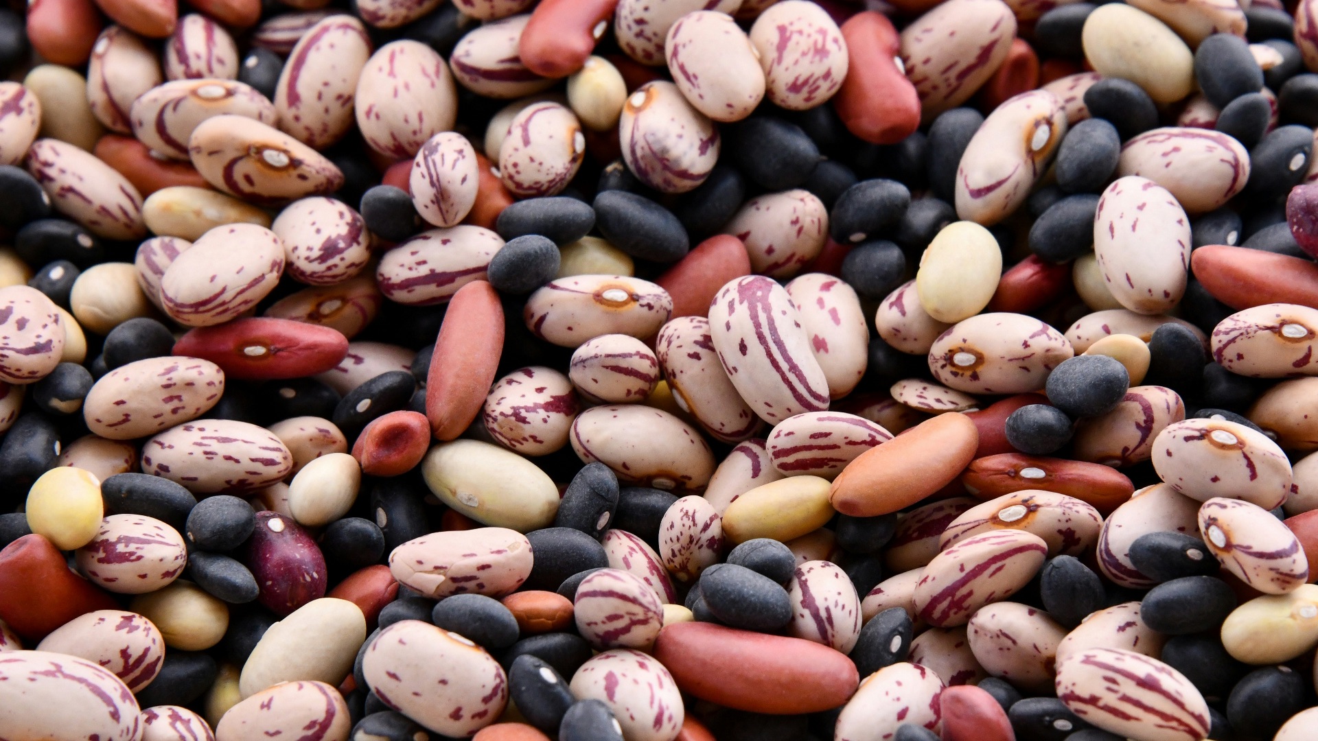 assorted-colored bean lot