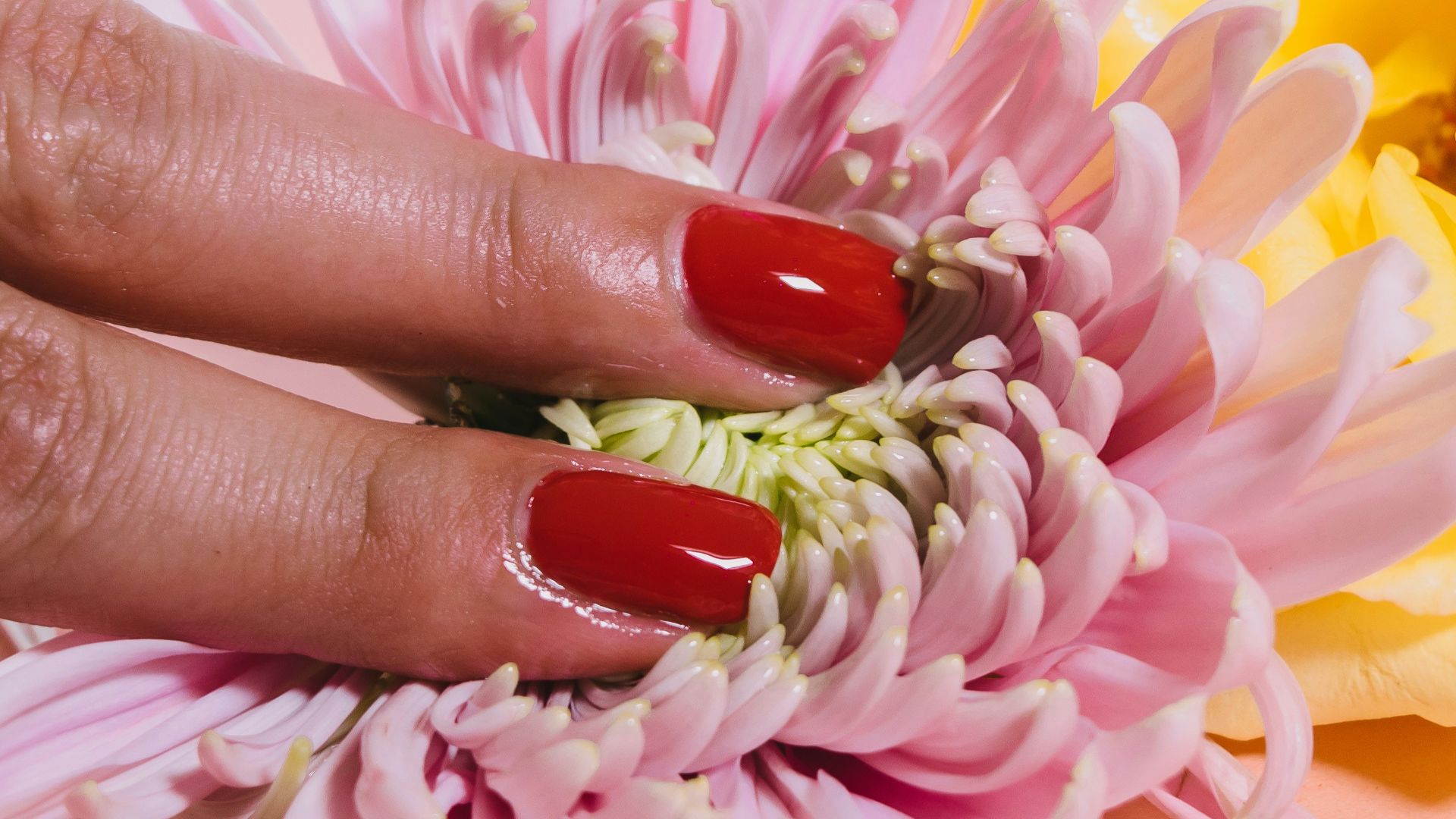 person pressing a chrysanthemum flower on pink surface