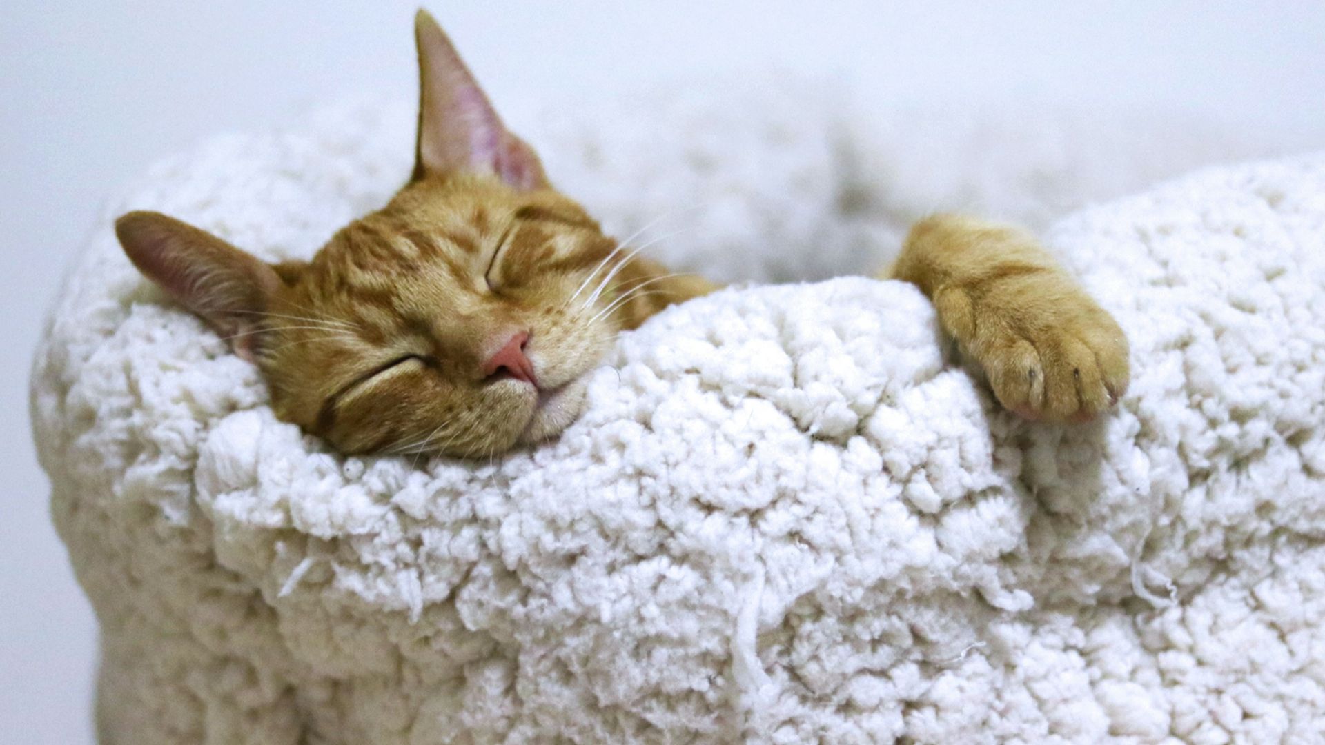 orange tabby cat sleeping on white pet bed