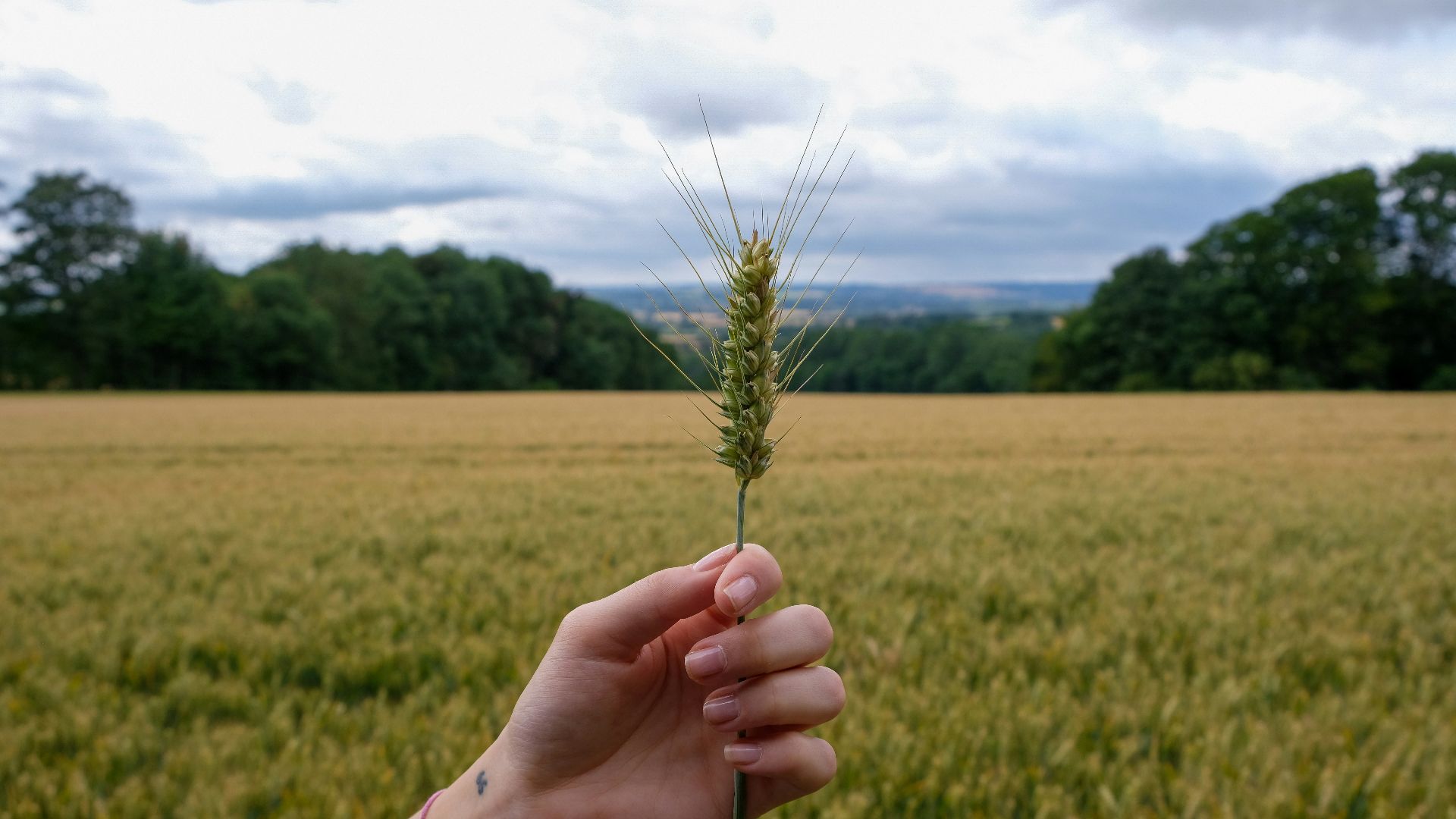 green wheat plant