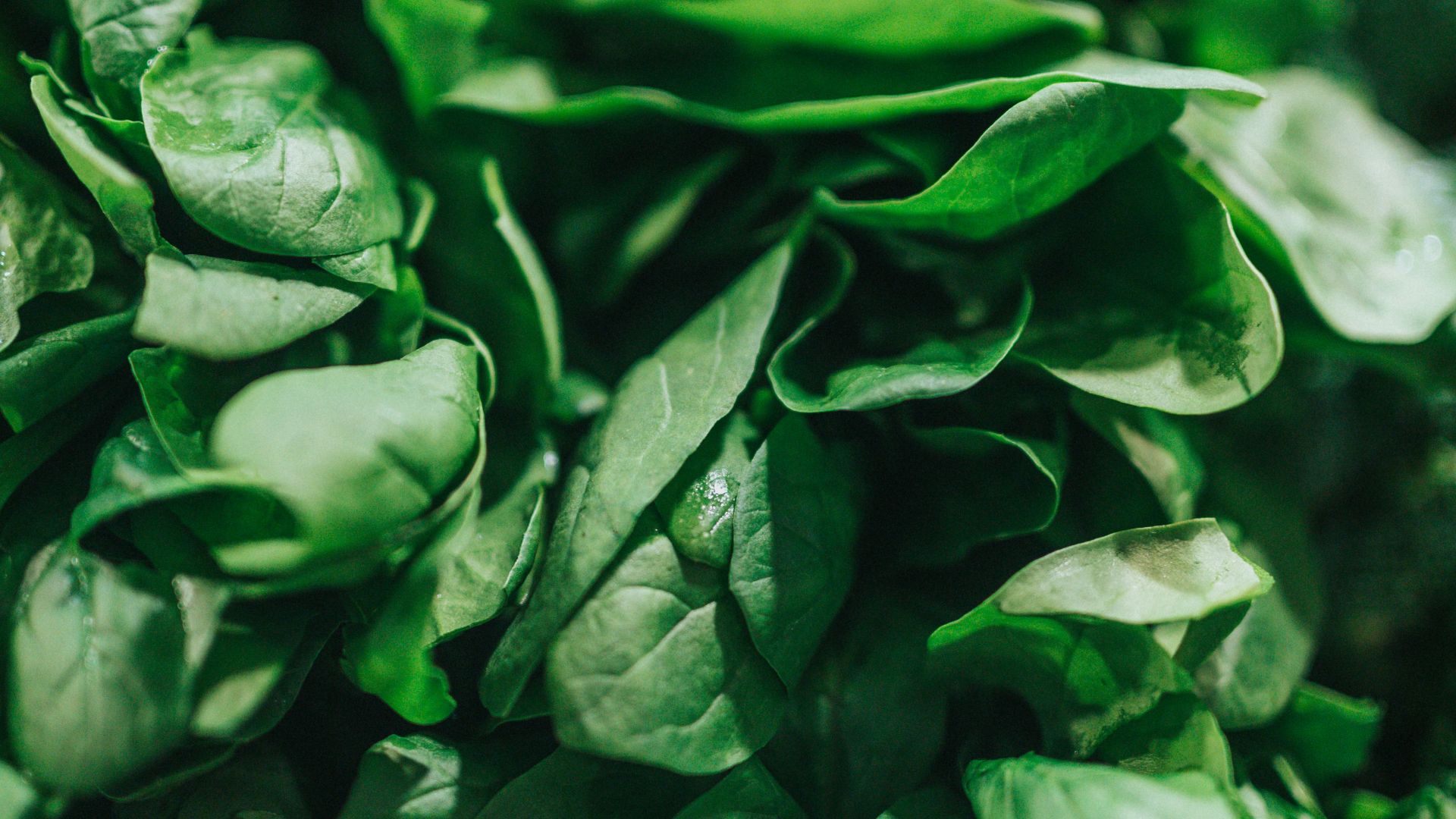 green leafy vegetable