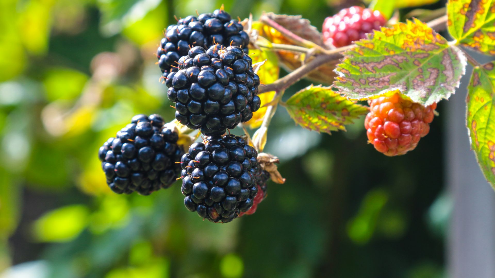 A bunch of blackberries hanging from a tree
