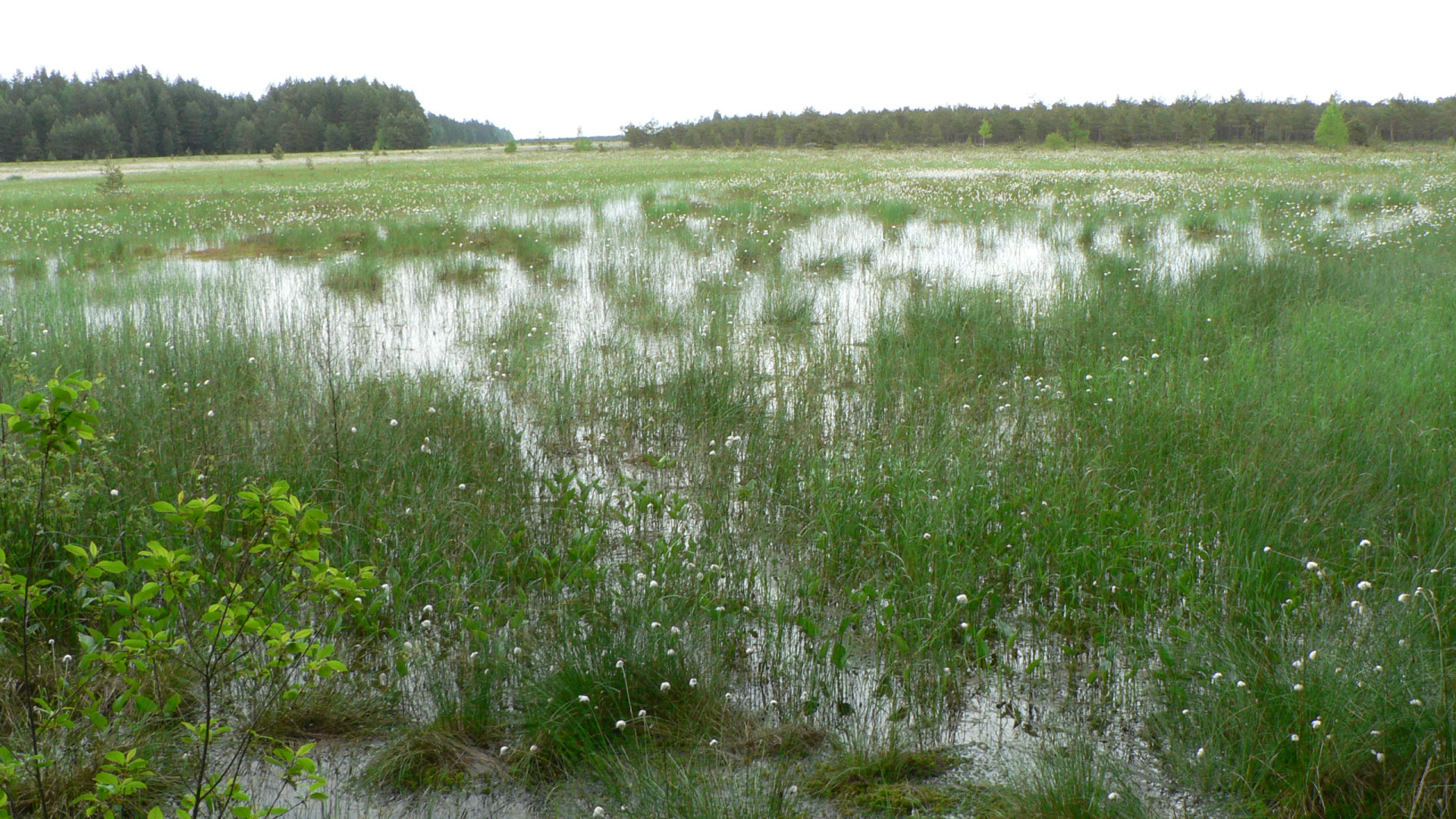 File:Cepkeliu marsh.jpg
