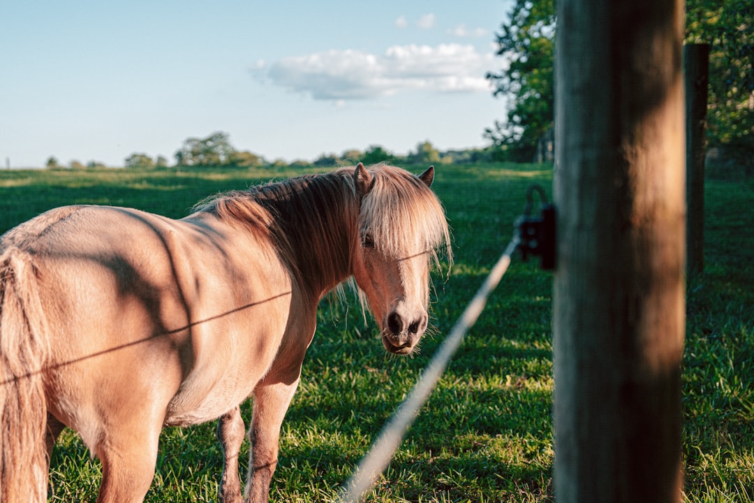 A brown horse standing on top of a lush green field