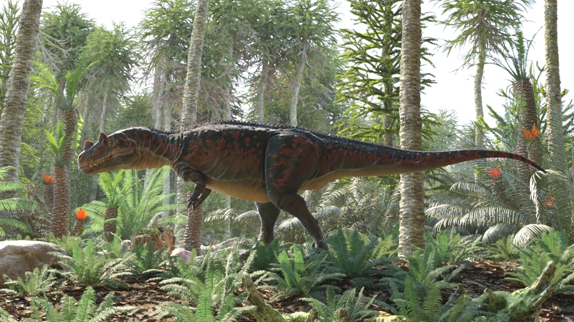 File:Ceratosaurus nasicornis walking.jpg