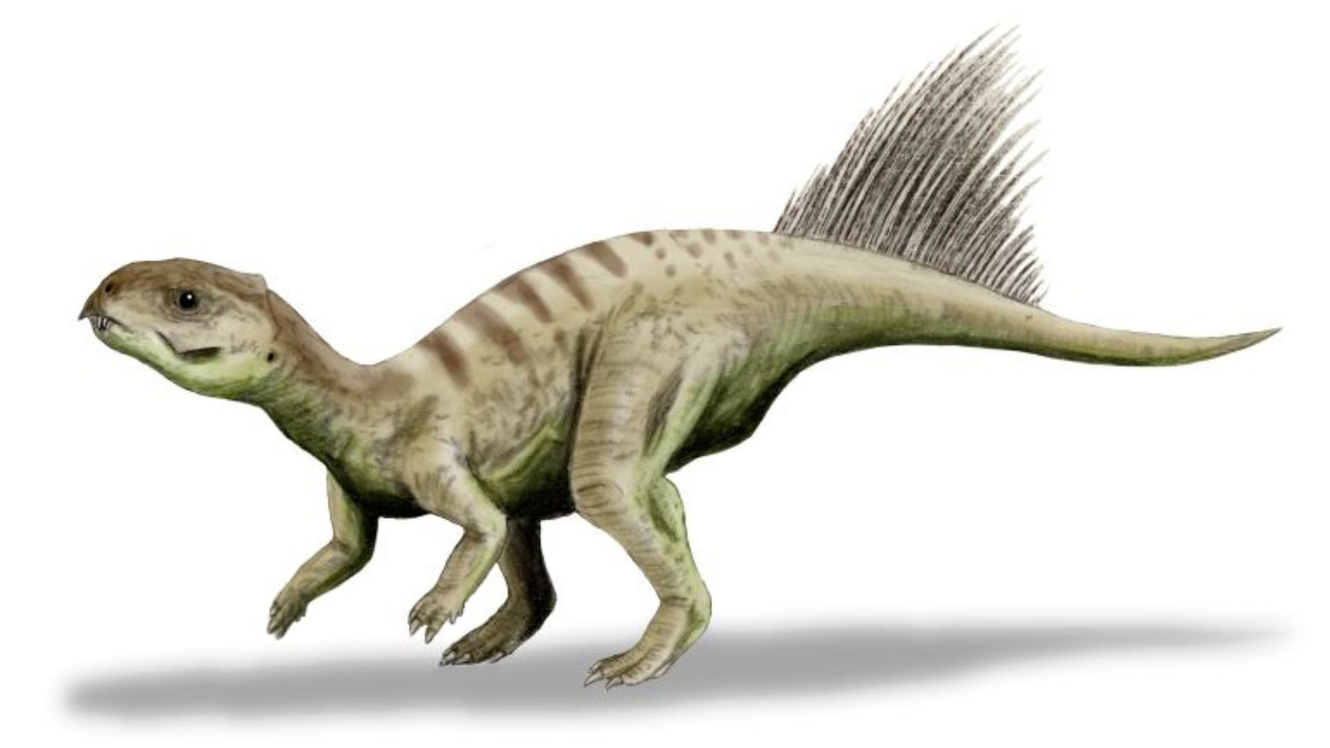 File:Chaoyangsaurus BW.jpg