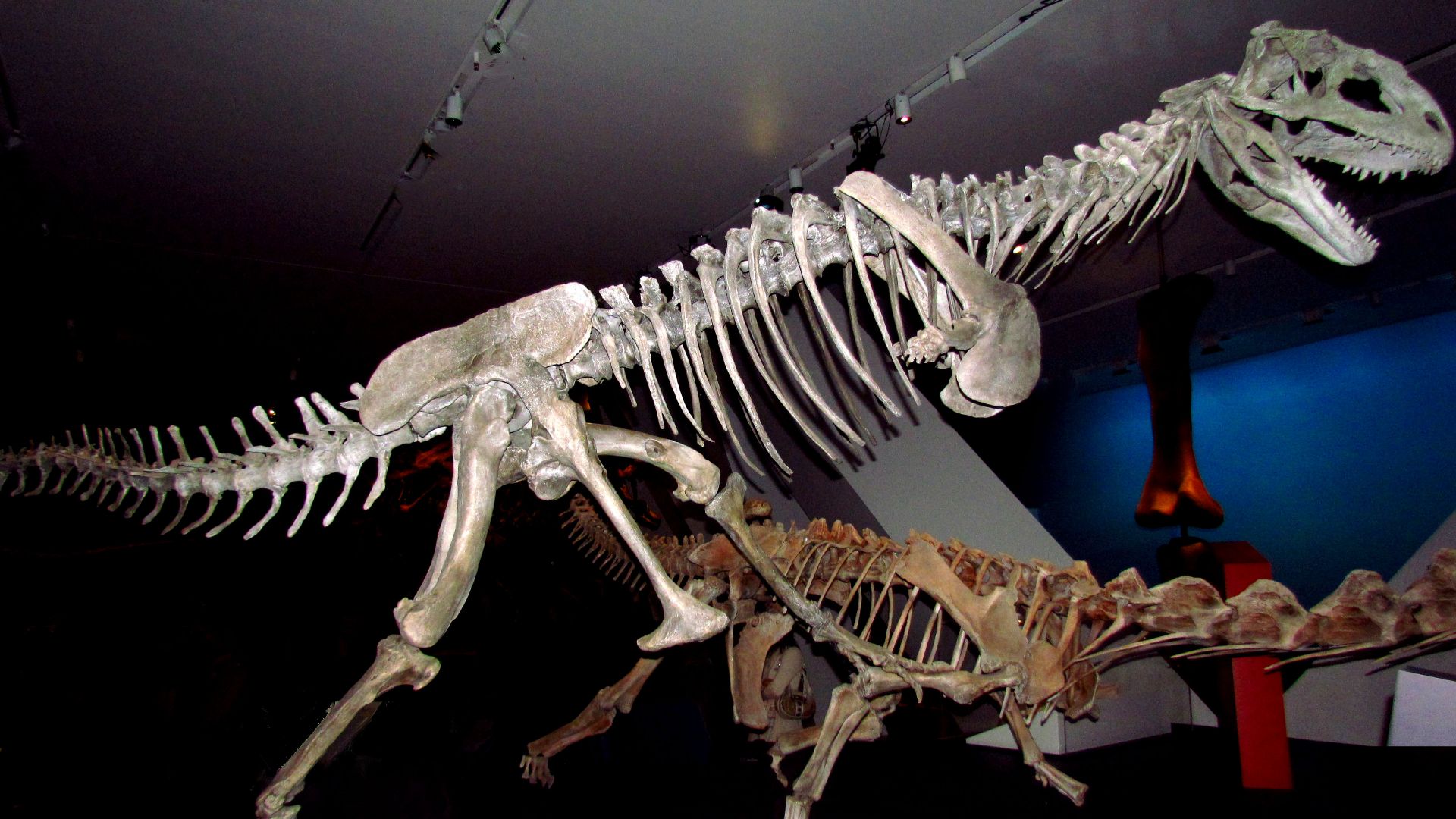File:Majungasaurus crenatissimus, ROM.jpg