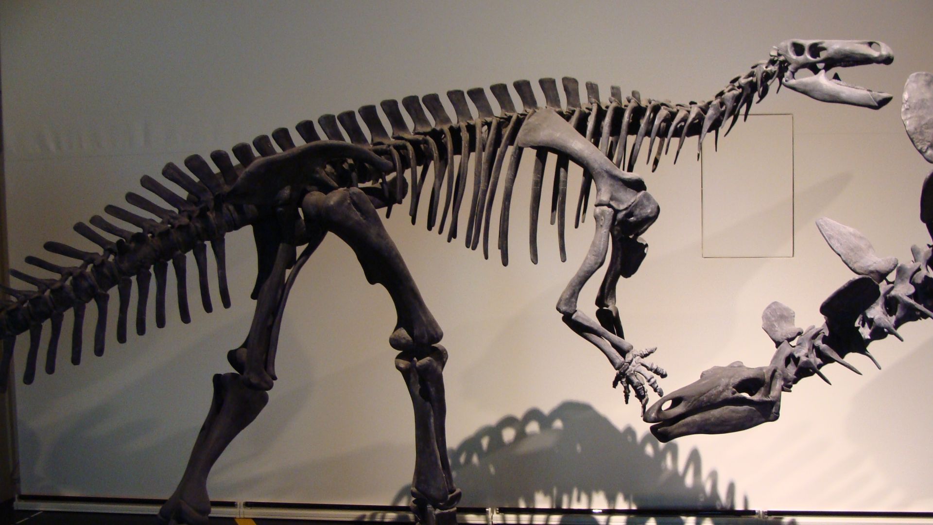 File:Camptosaurus dispar 1.JPG