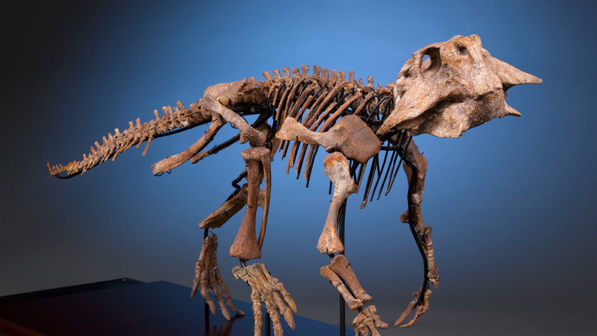 File:Psittacosaurus Dinosaur Fossil Skeleton.jpg