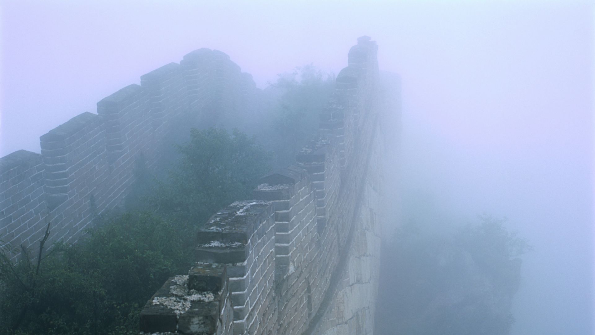 trees near brick wall