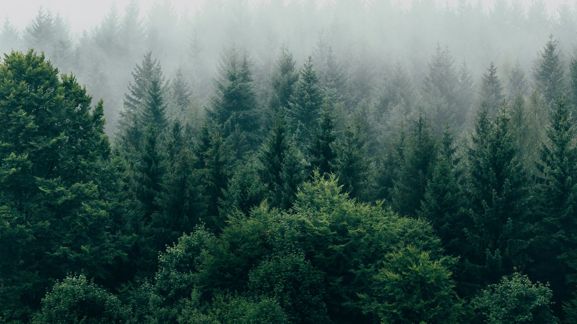 aerial photography of forest