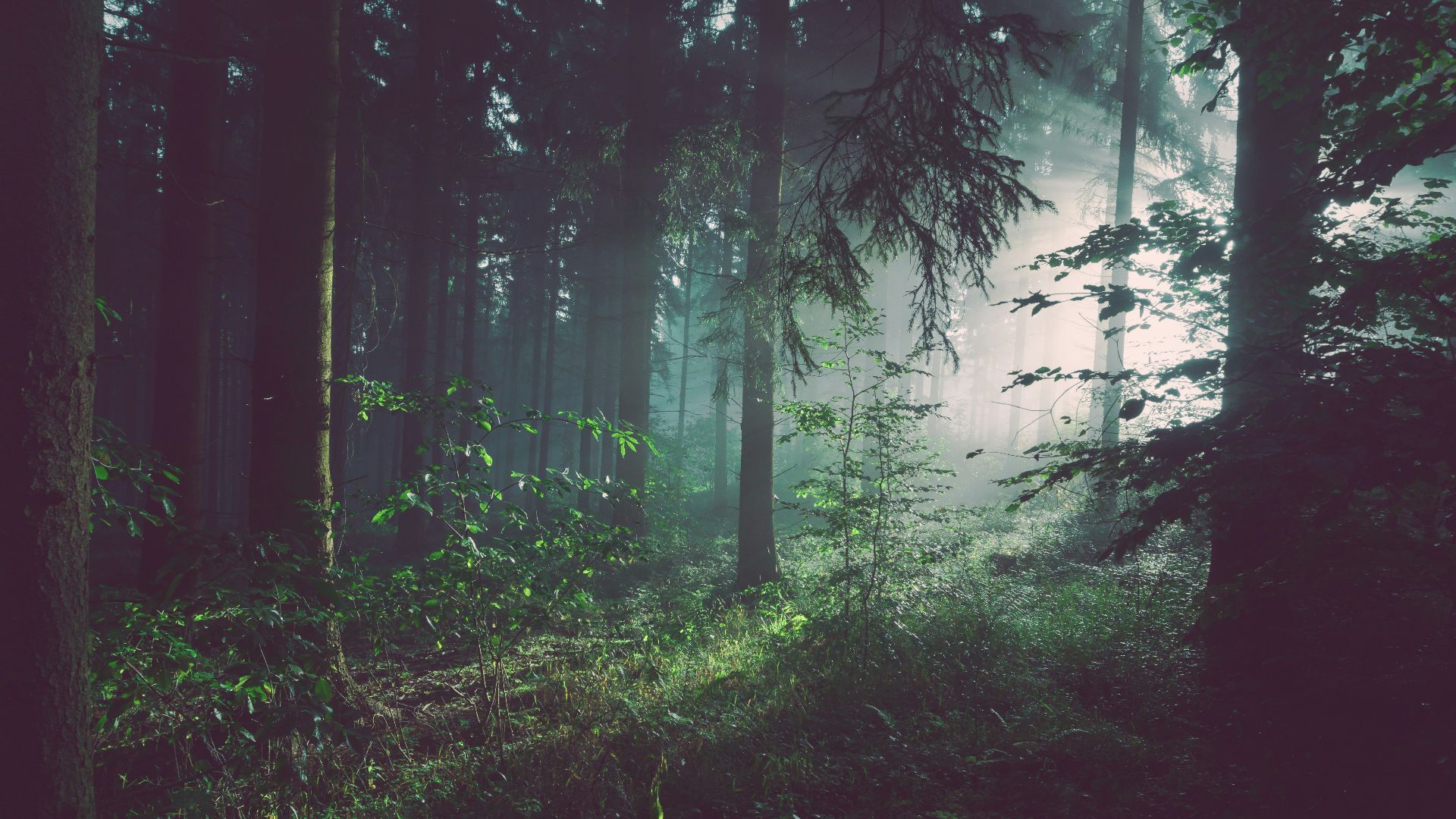 trees on forest with sun rays
