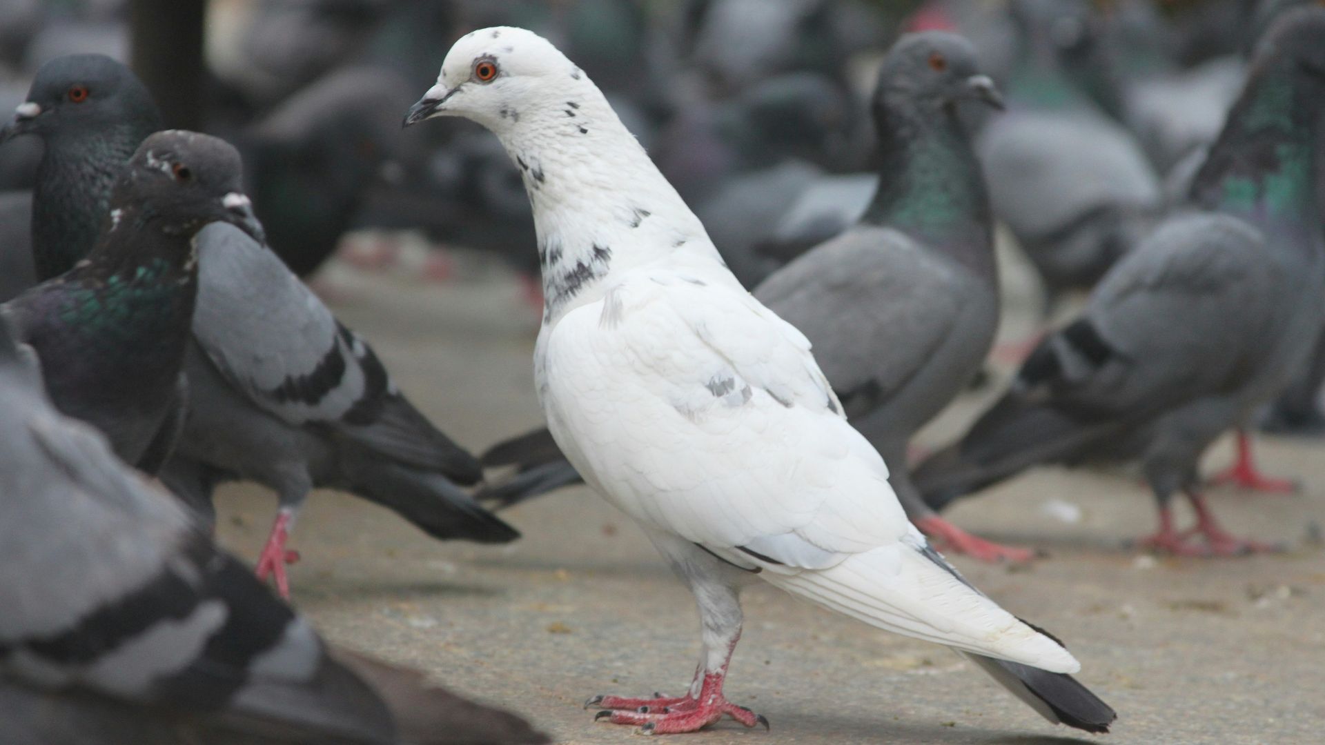 selective focus photography of white and black pigeons
