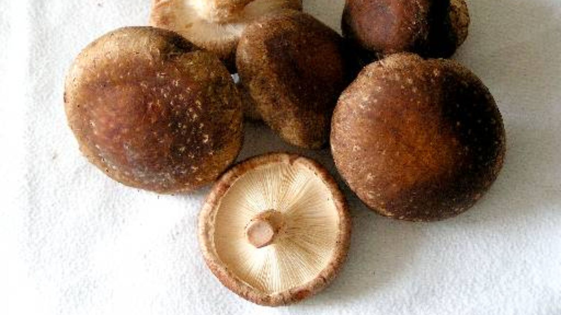 File:Lentinula edodes.jpg