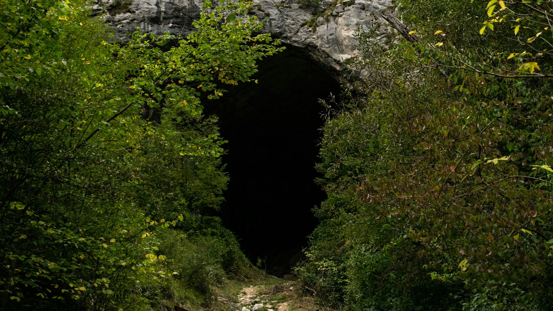 Dark cave entrance surrounded by lush green trees