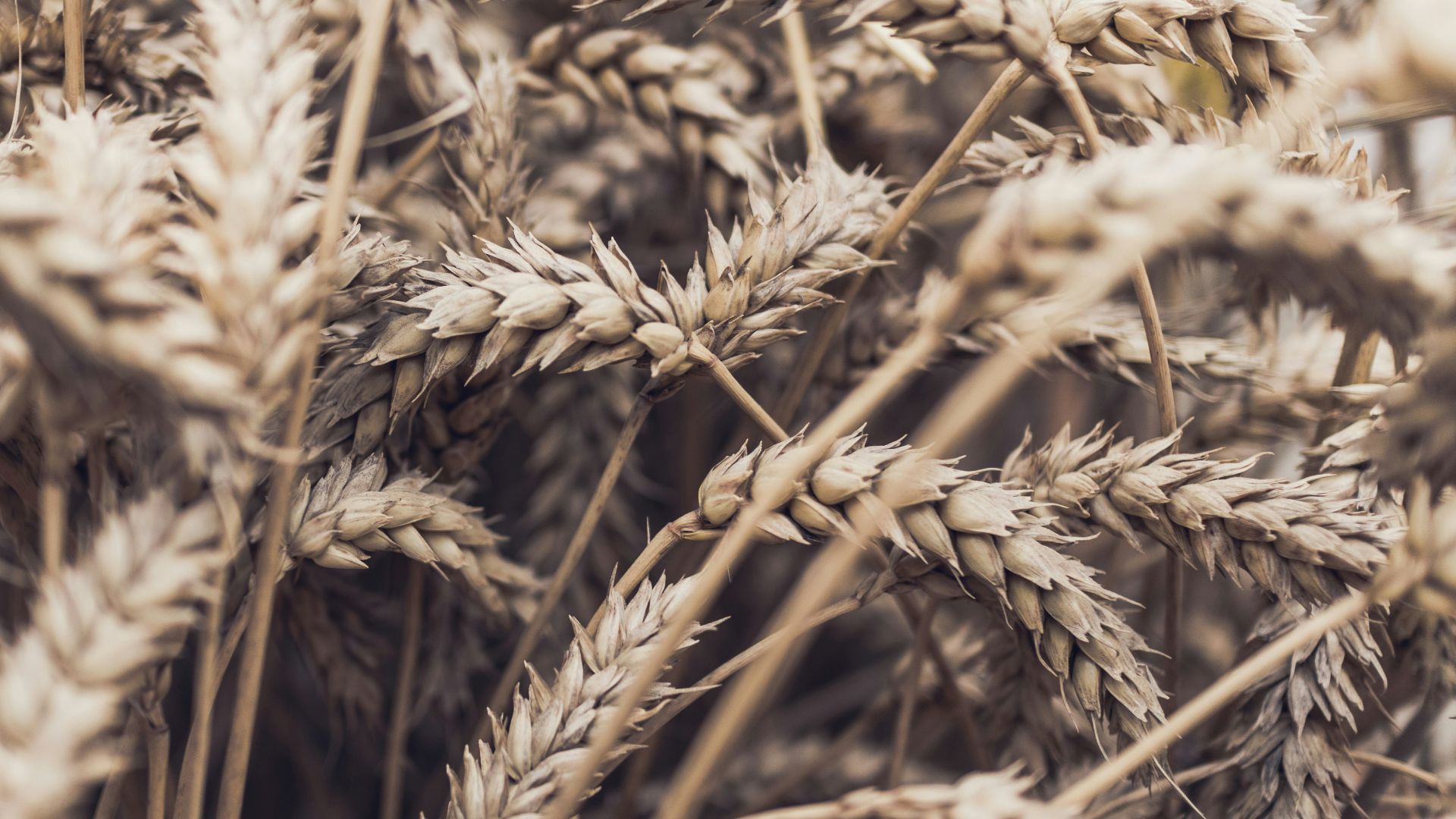 a close up of a bunch of dry grass