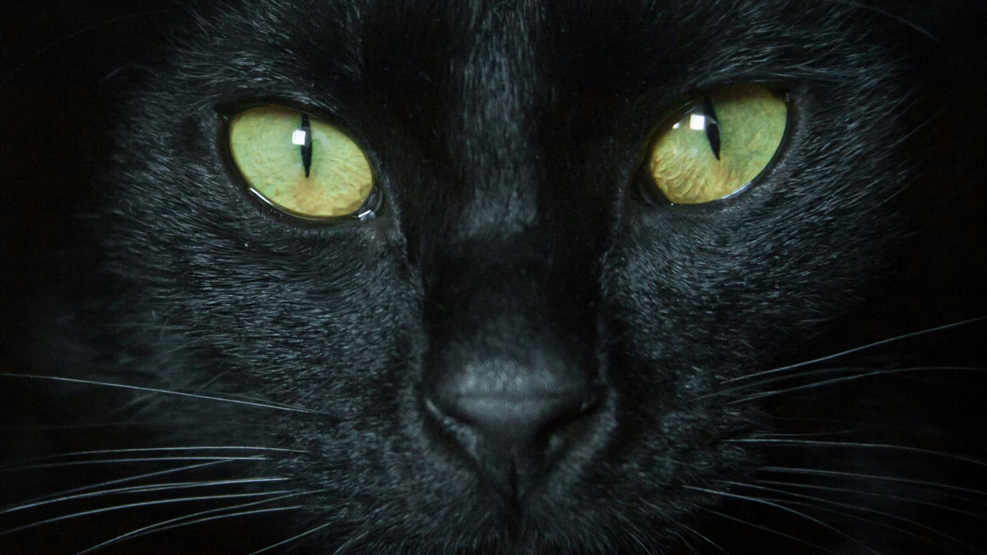 black cat with yellow eyes