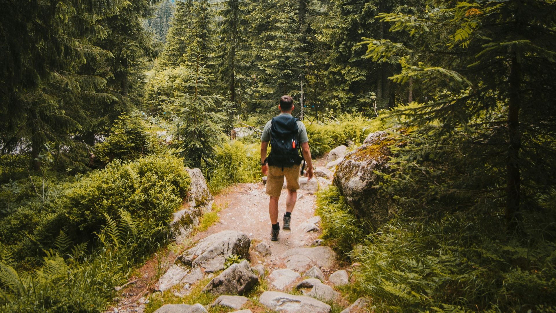 man on pathway between trees
