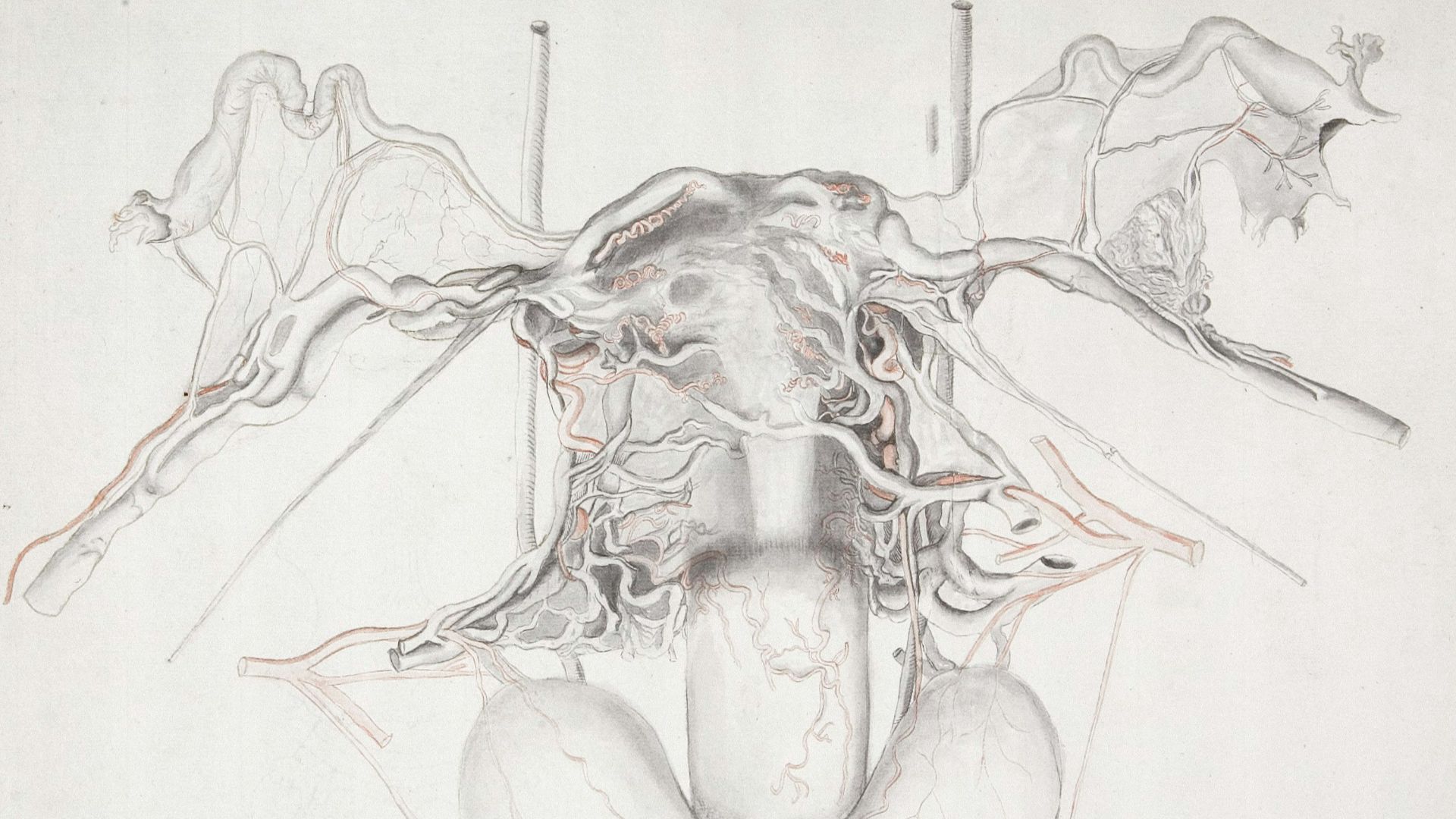 a drawing of a woman's torso with birds on it