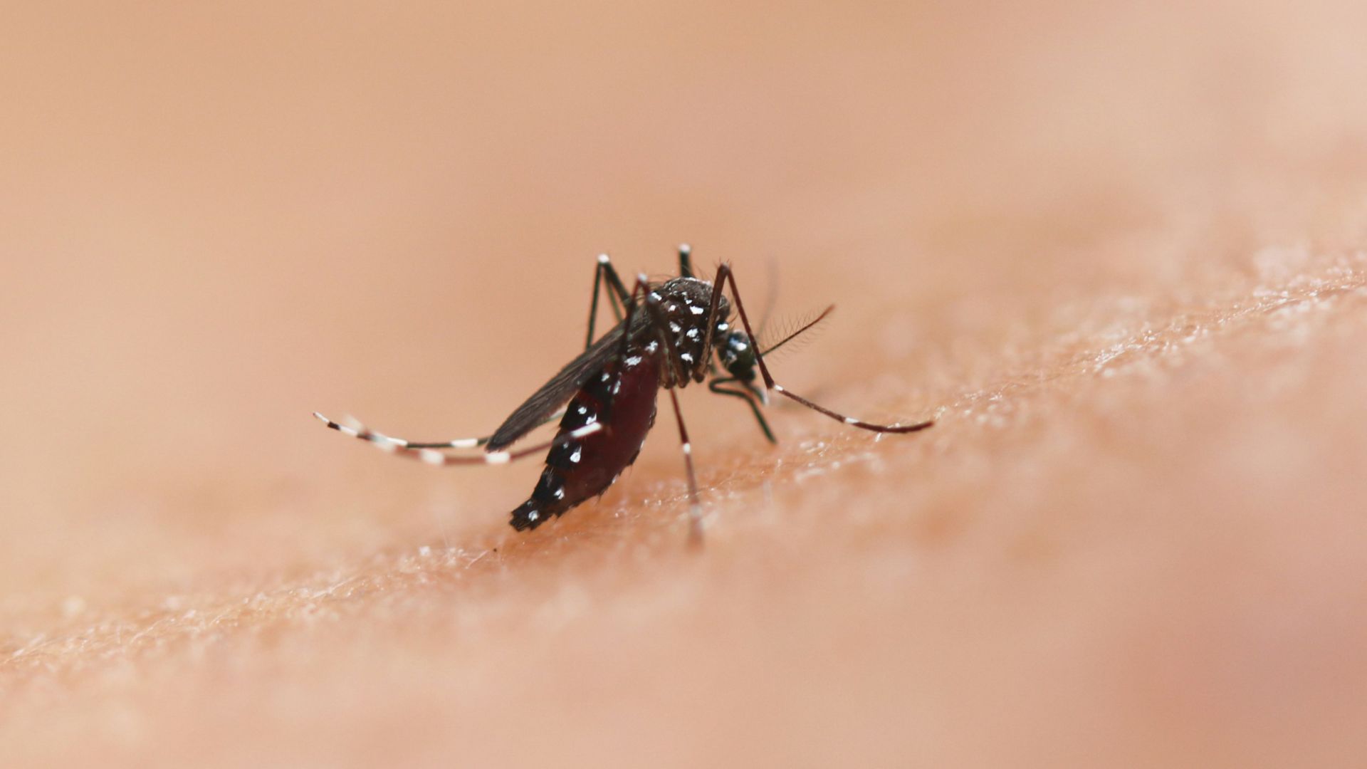 a close up of a mosquito on a human's skin