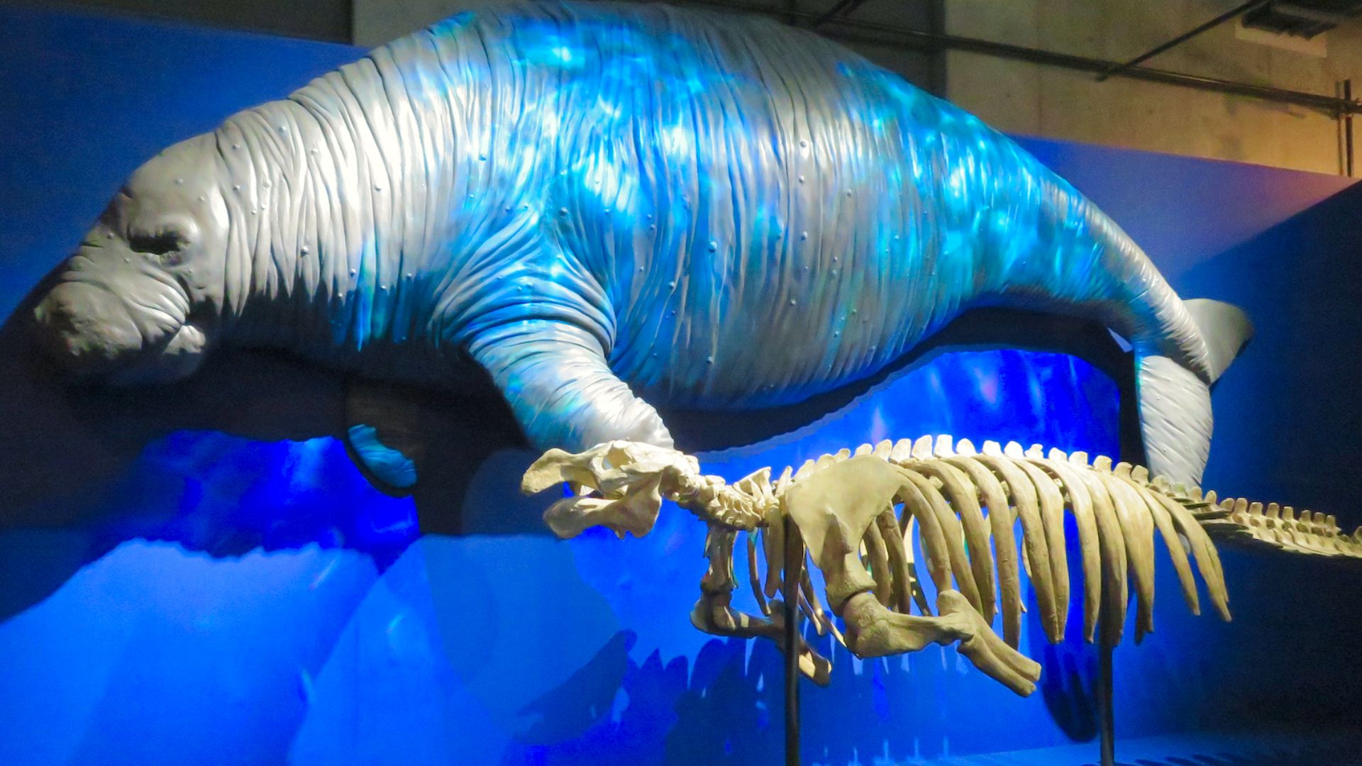 File:The Model and Skeleton of Steller's sea cow.jpg