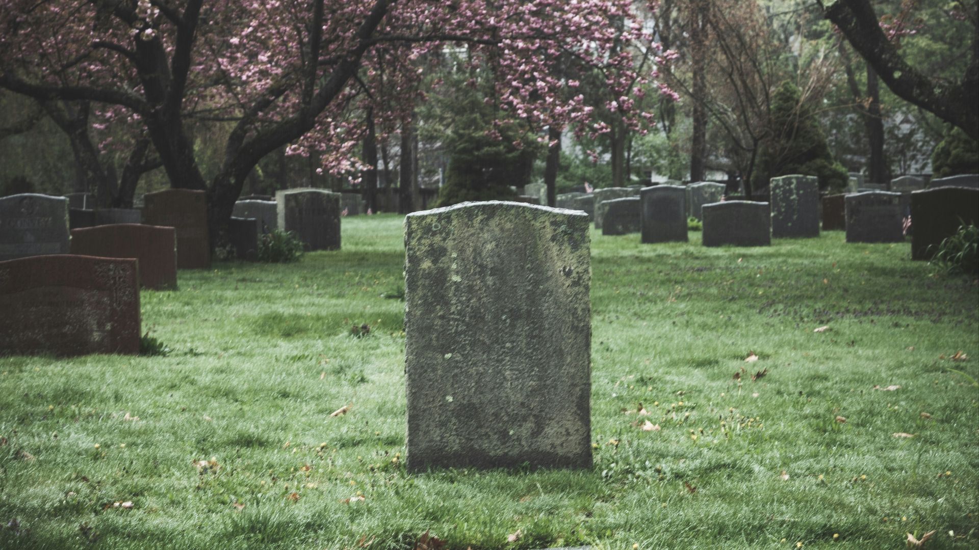 pink cherry blossom tree on green grass field