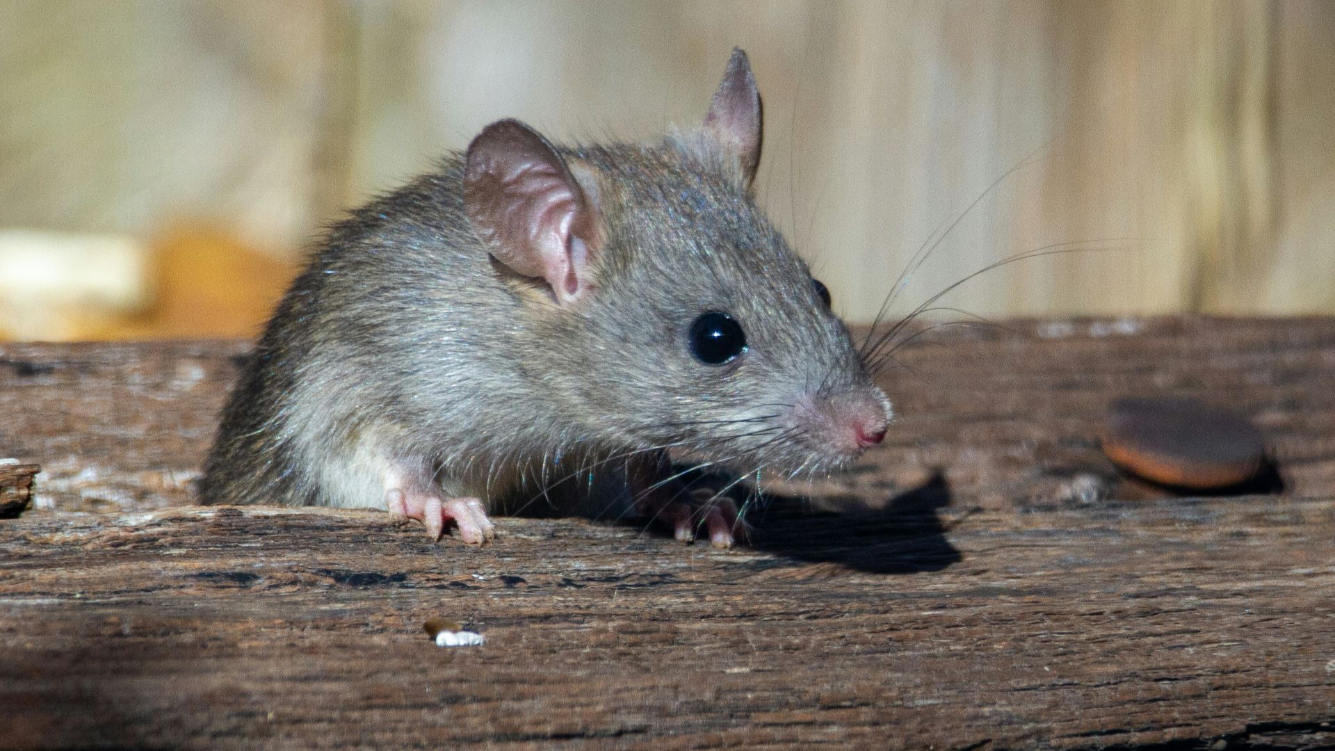 a rat sitting on a piece of wood