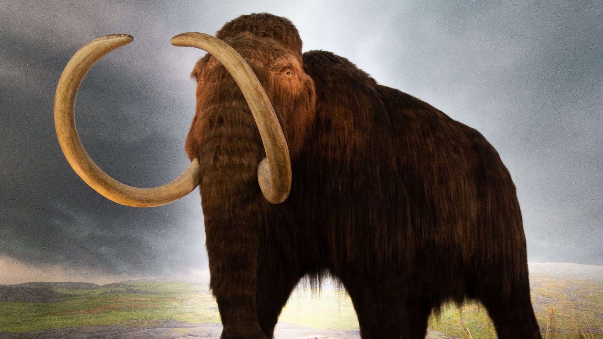 File:Woolly mammoth model Royal BC Museum in Victoria.jpg