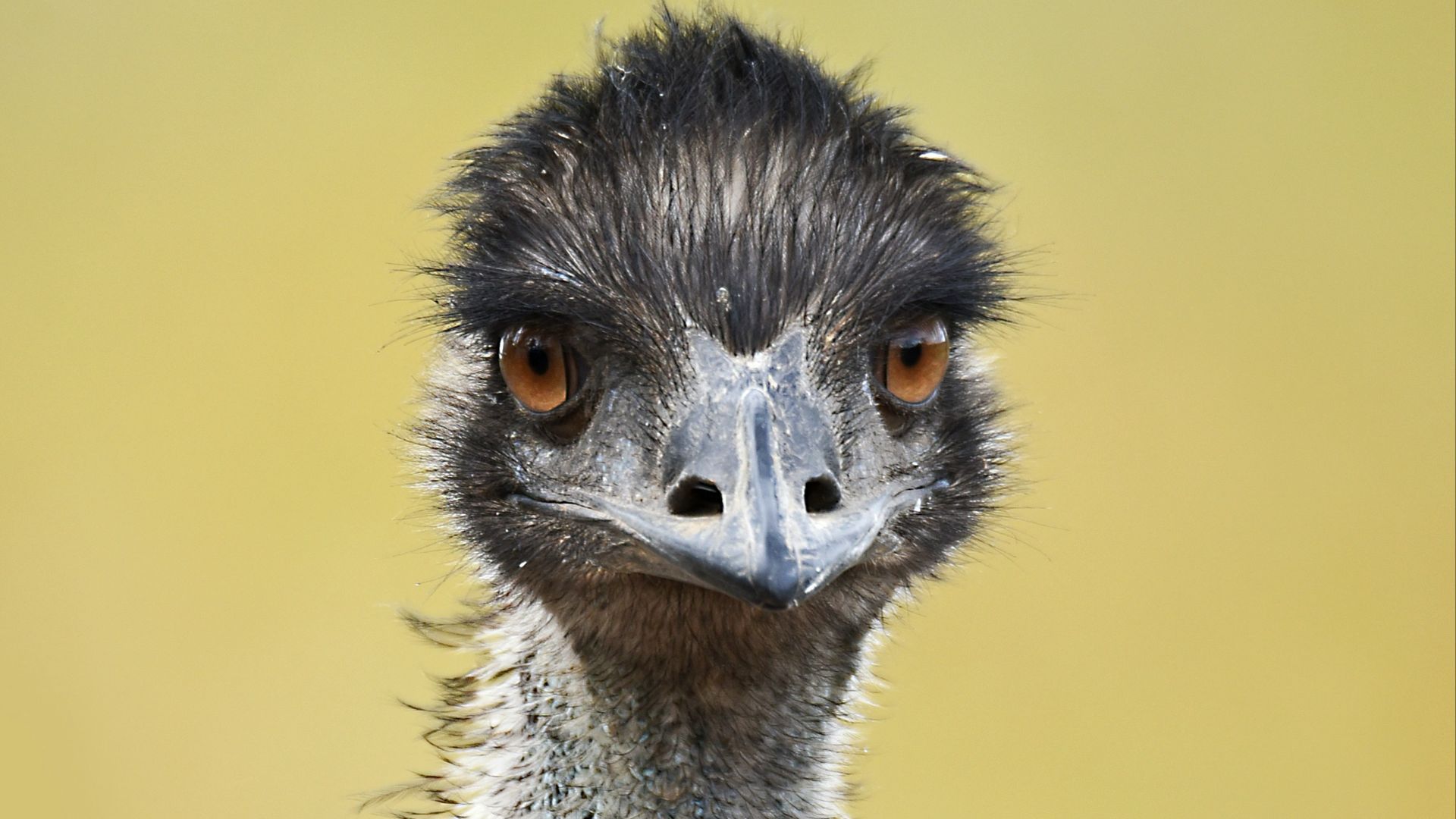 a close up of an ostrich looking at the camera