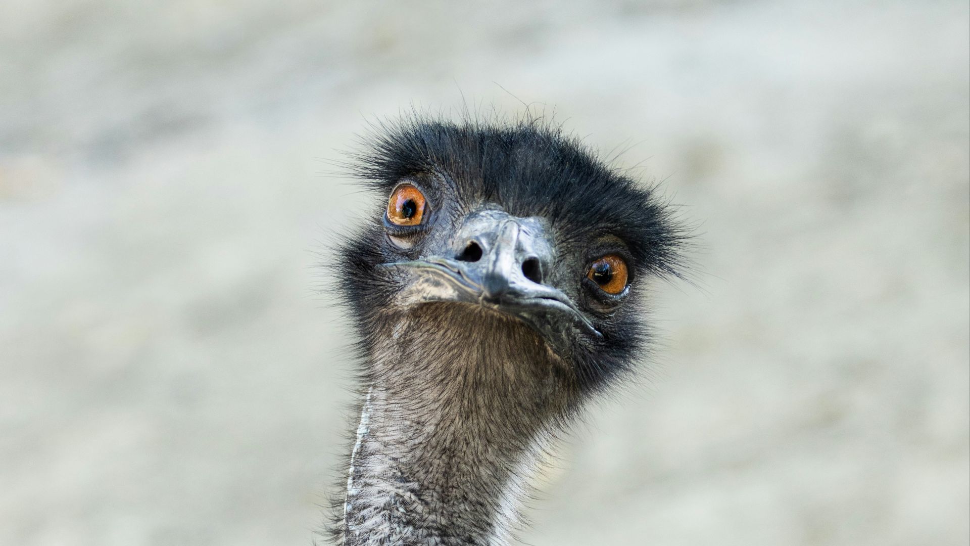 a close up of a bird with a blurry background